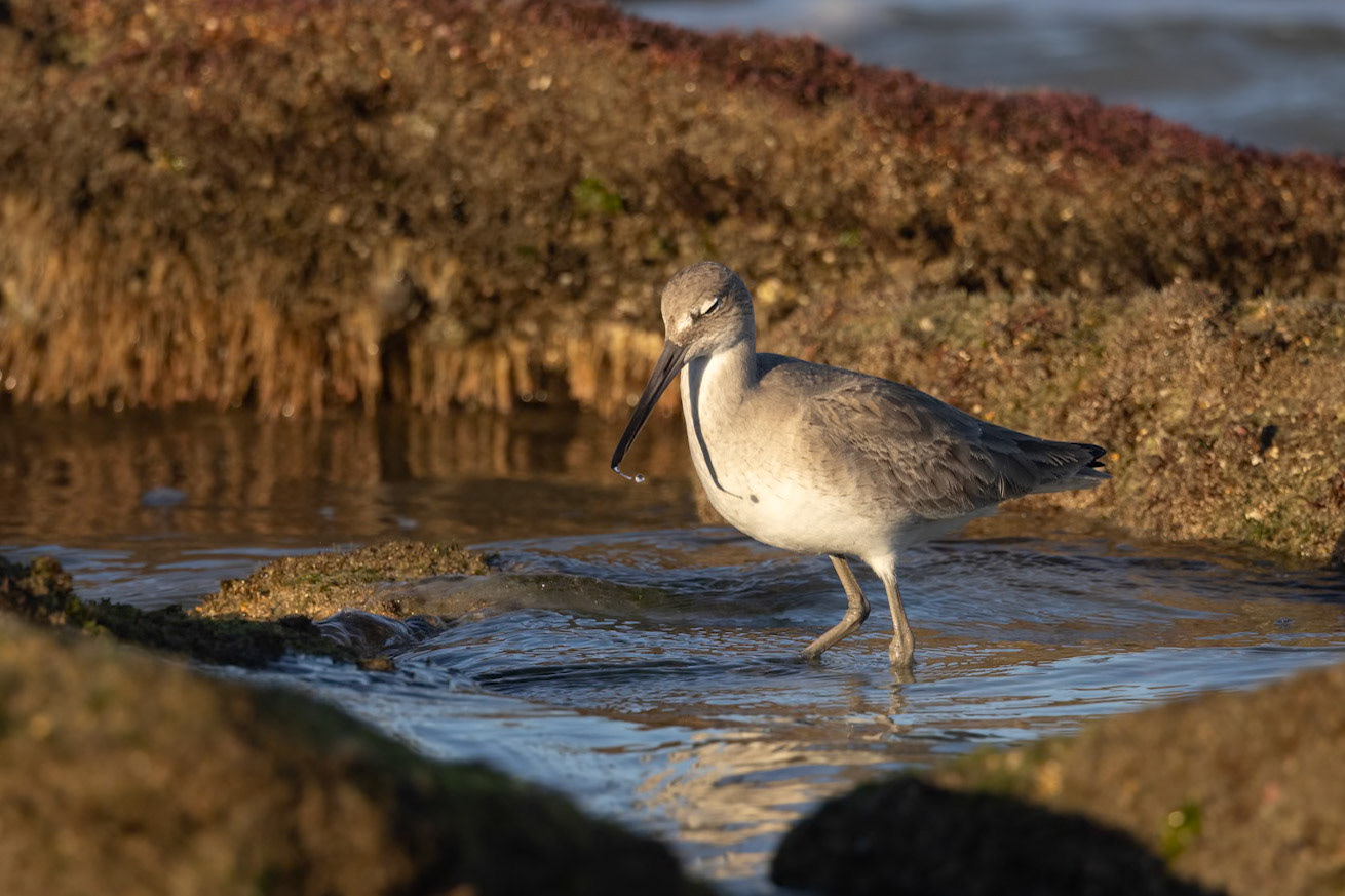 River-to-Sea Preserve