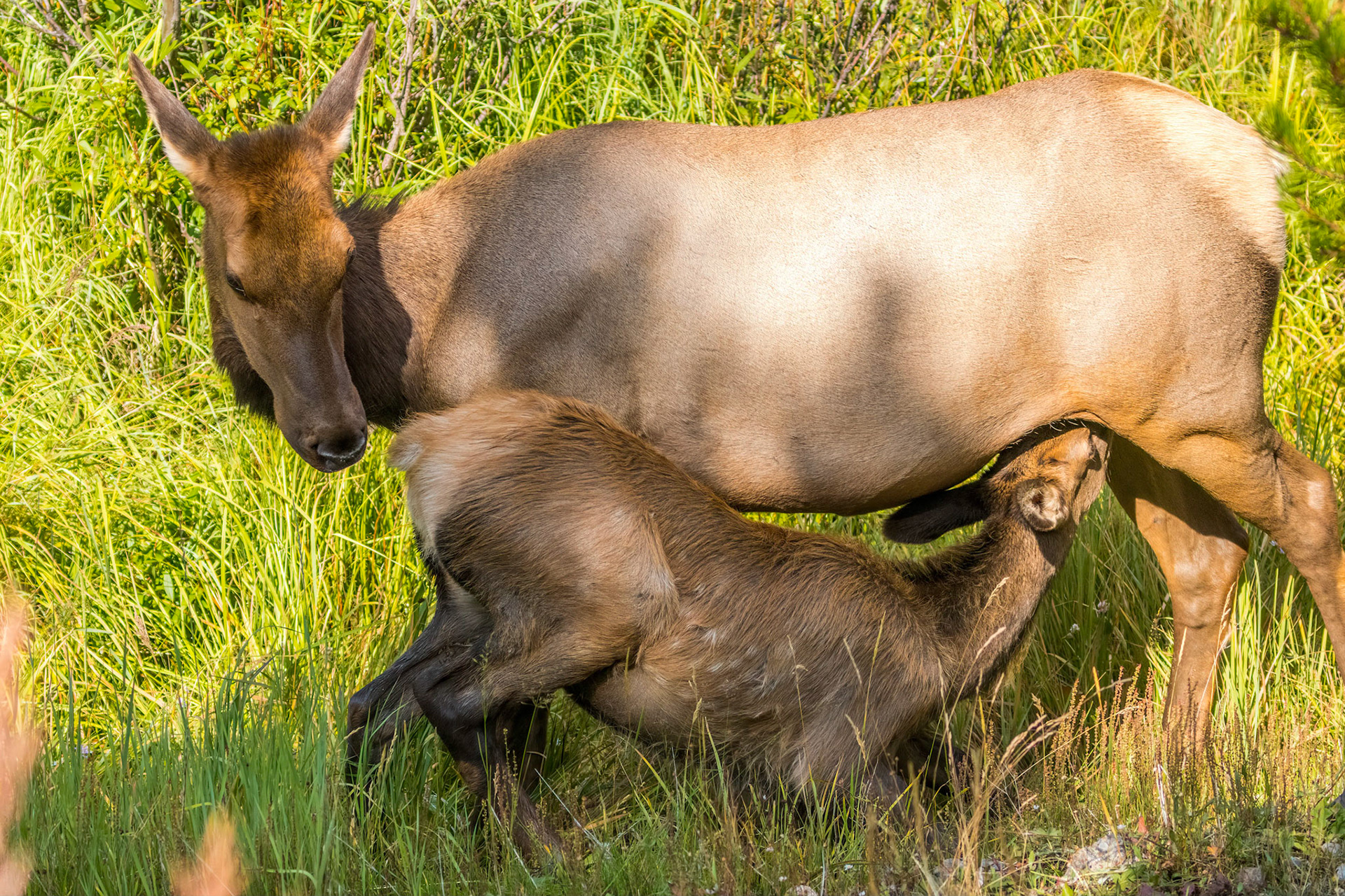 Elk (Cervus canadensis) and her calf in Rocky Mountain National Park