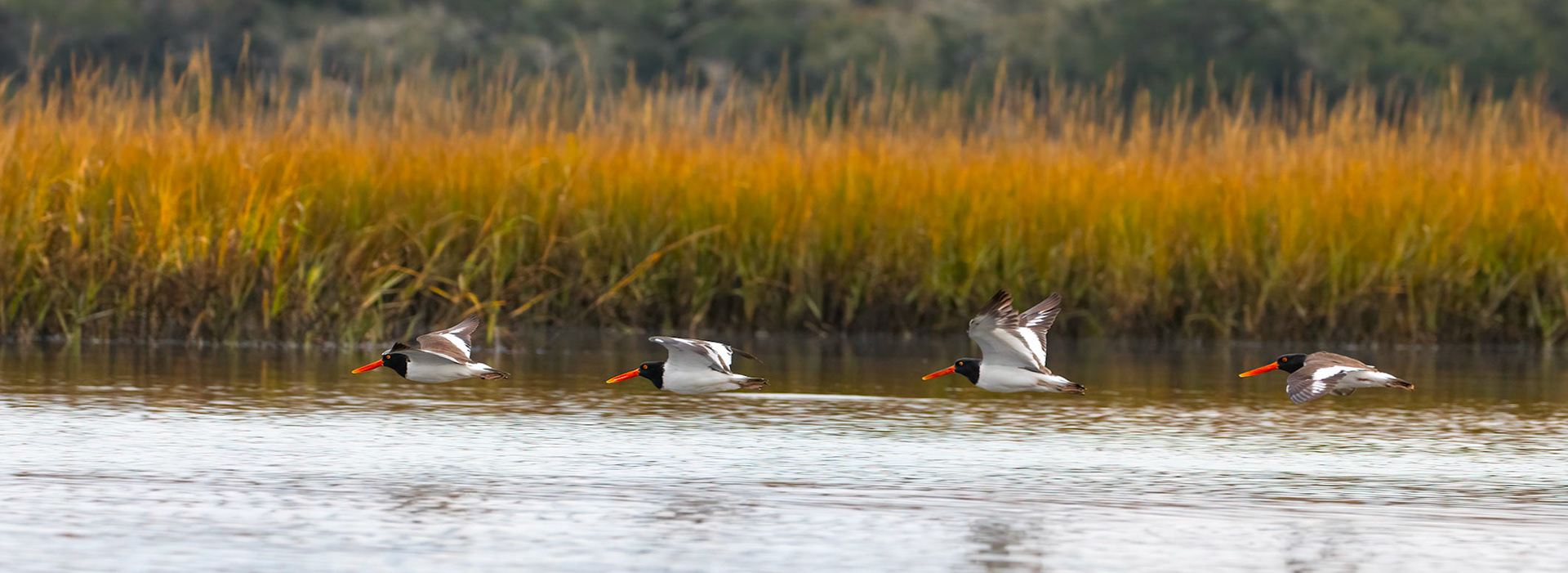 Four American oystercatchers (Haematopus palliatus) flying lovw just above the water of the Guana River.