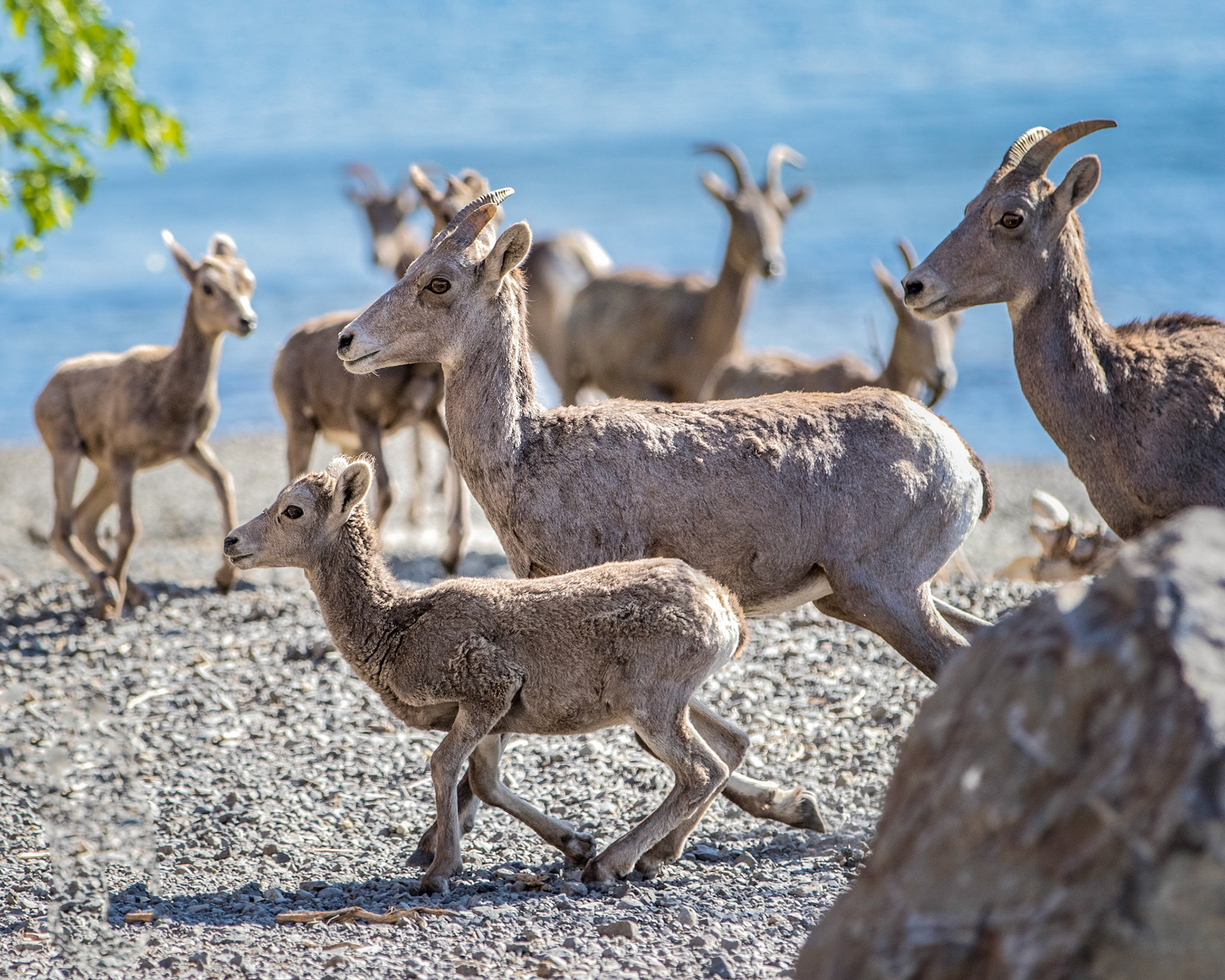 Bighorn Sheep in Gingko Petrified Forest State Park in Washington
