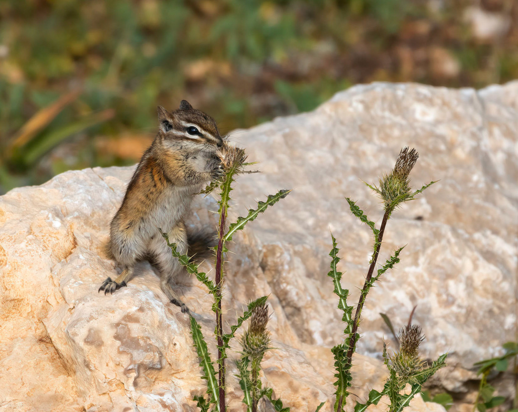Chipmunk (Sciuridae) Eating Seeds