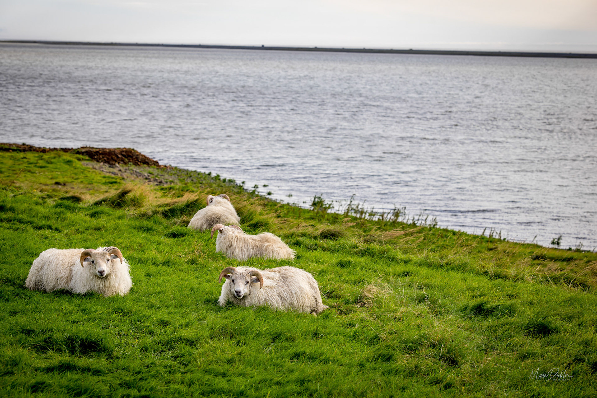 Höfn Iceland Sheeps