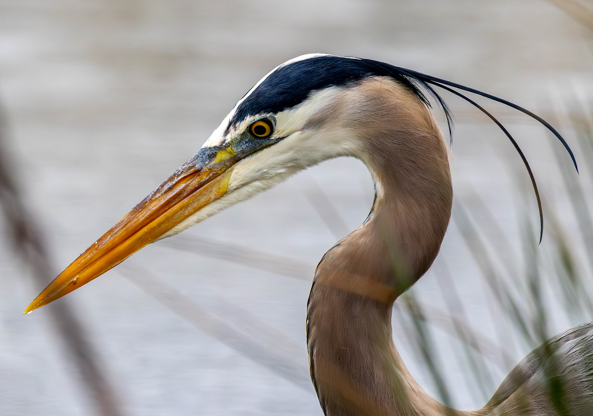 Blue Heron