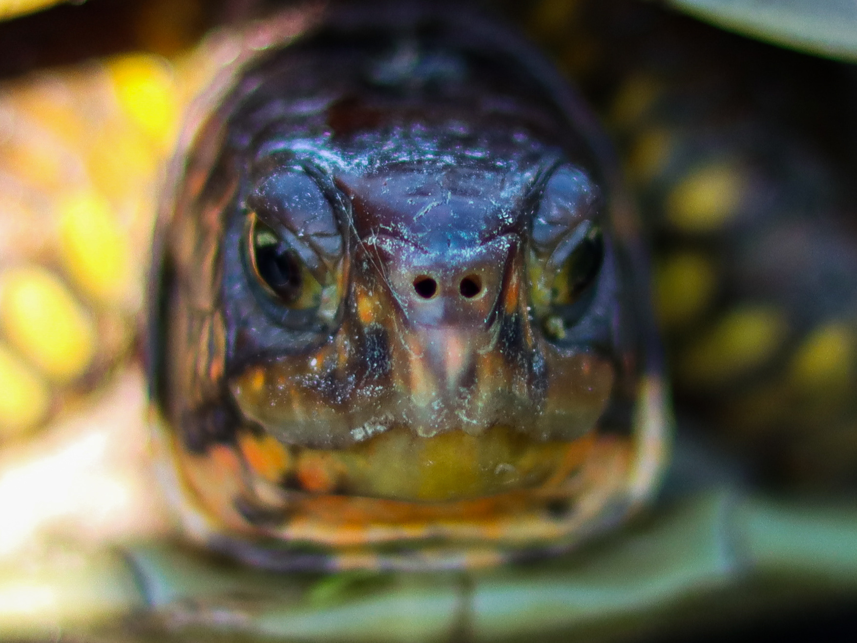 Boxturtle