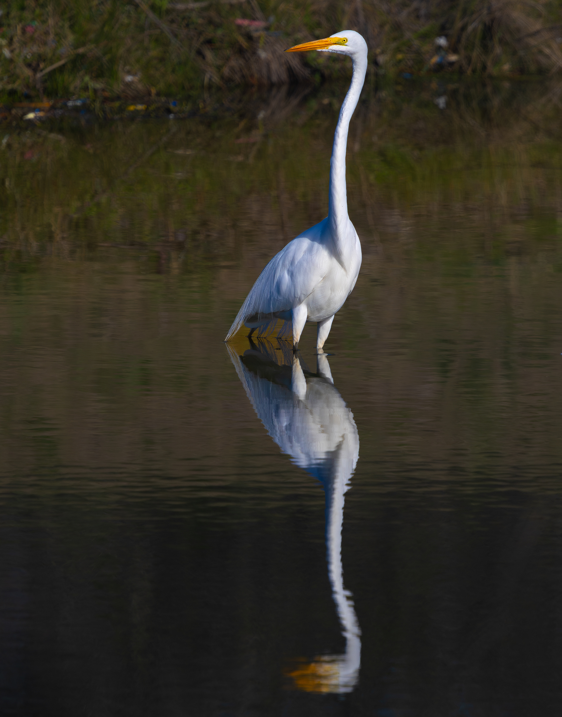 Great Egret