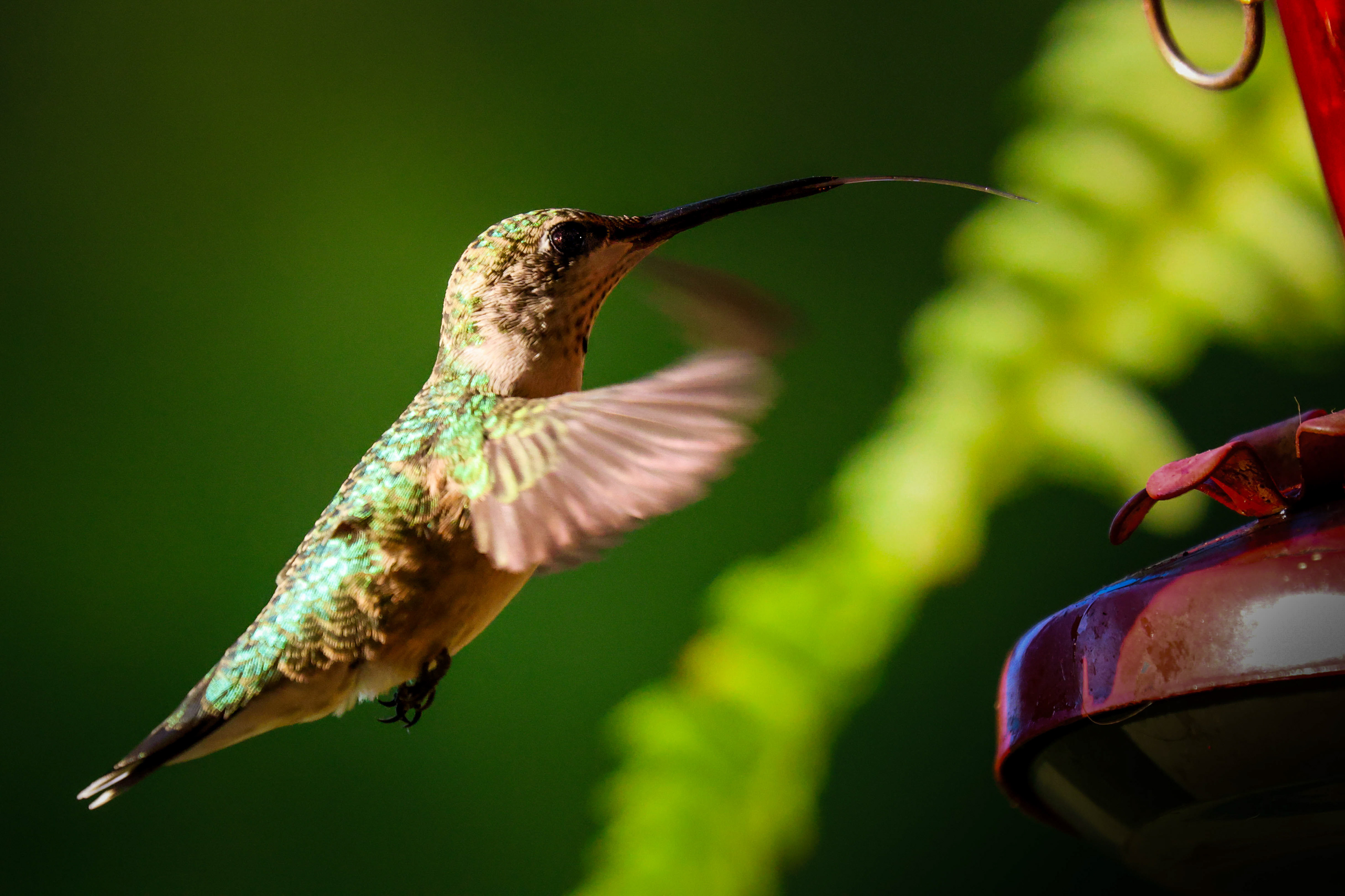 Ruby Throated Hummingbird