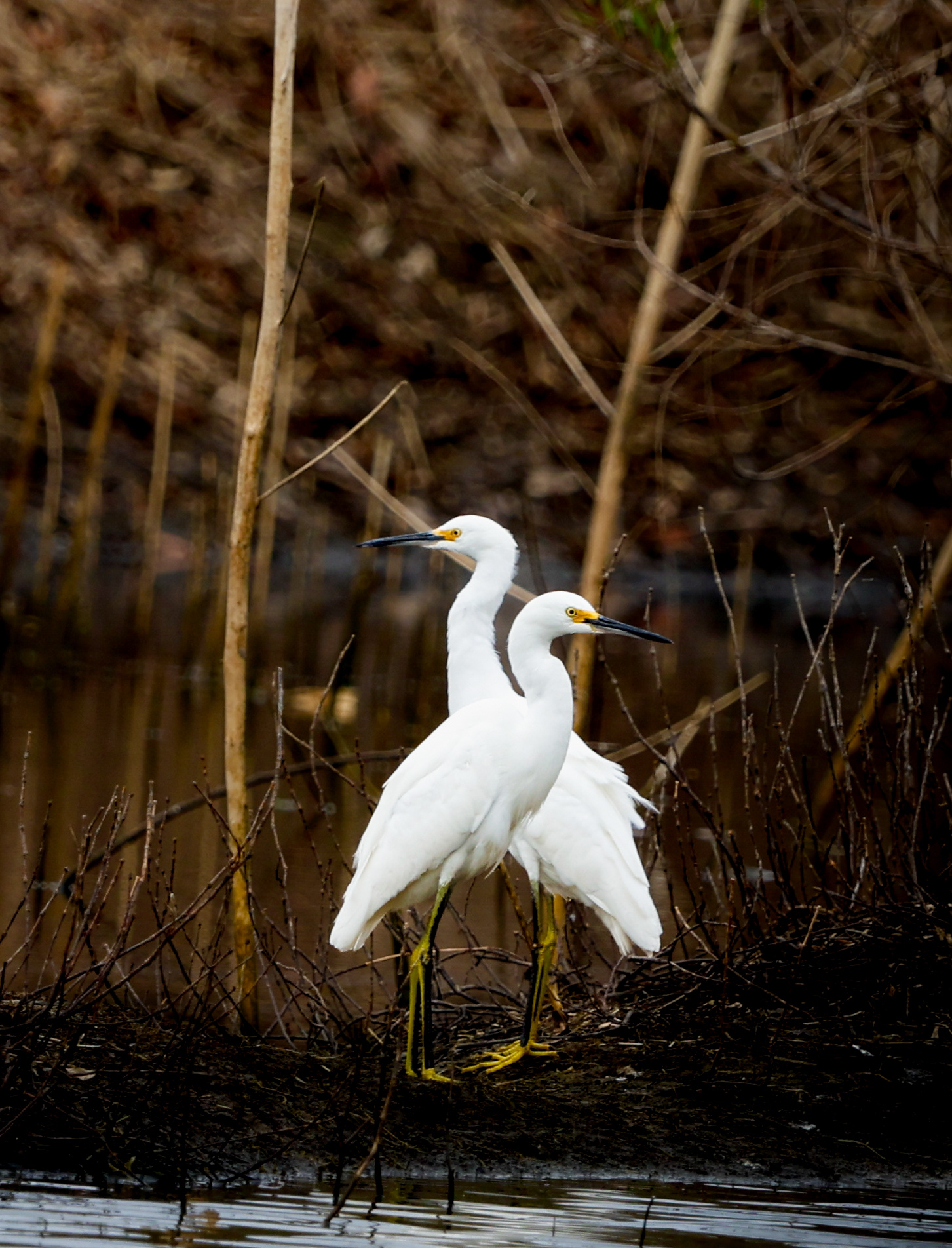 Snowy Egret
