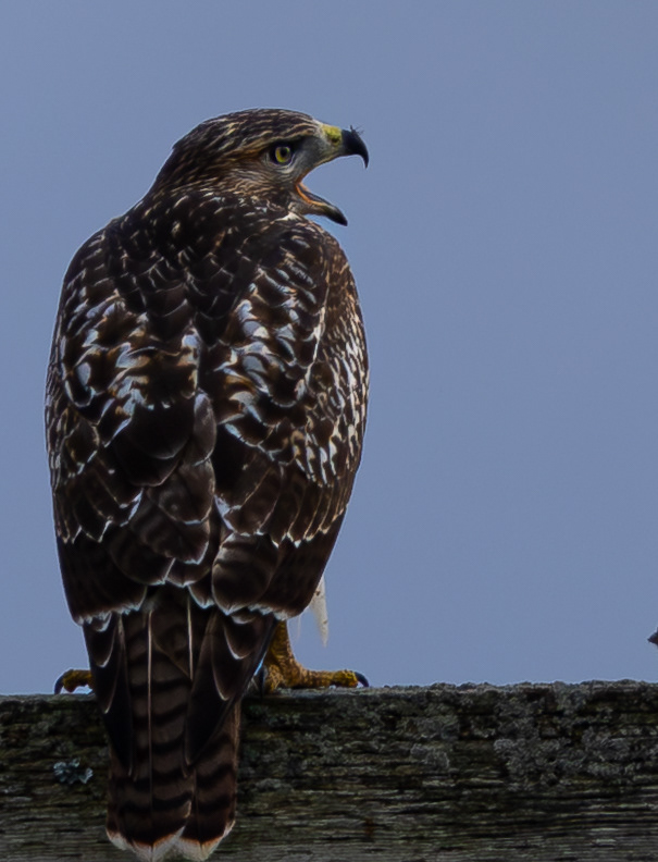 Redtail Hawk
