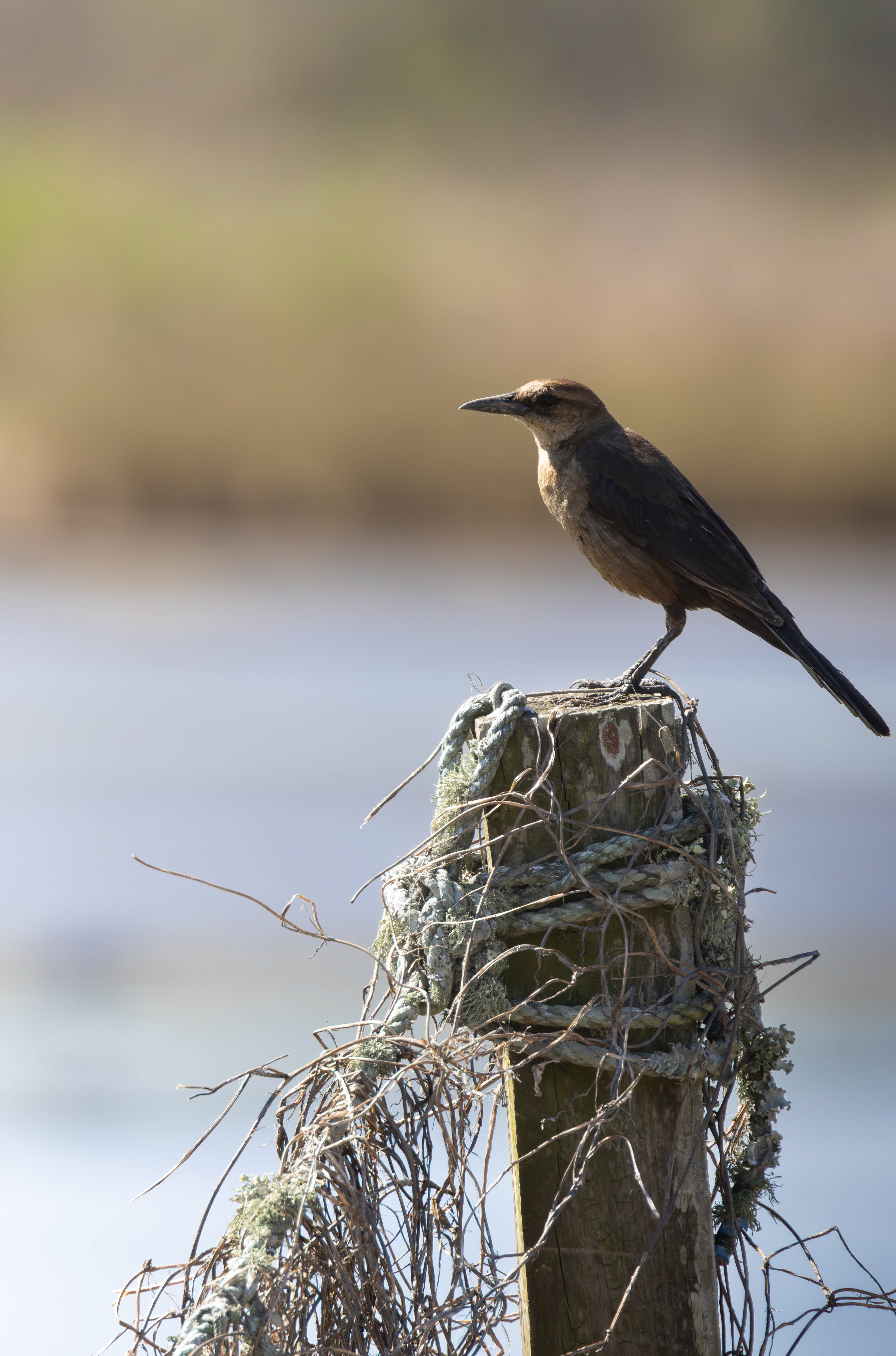 Great Tailed Grackel 