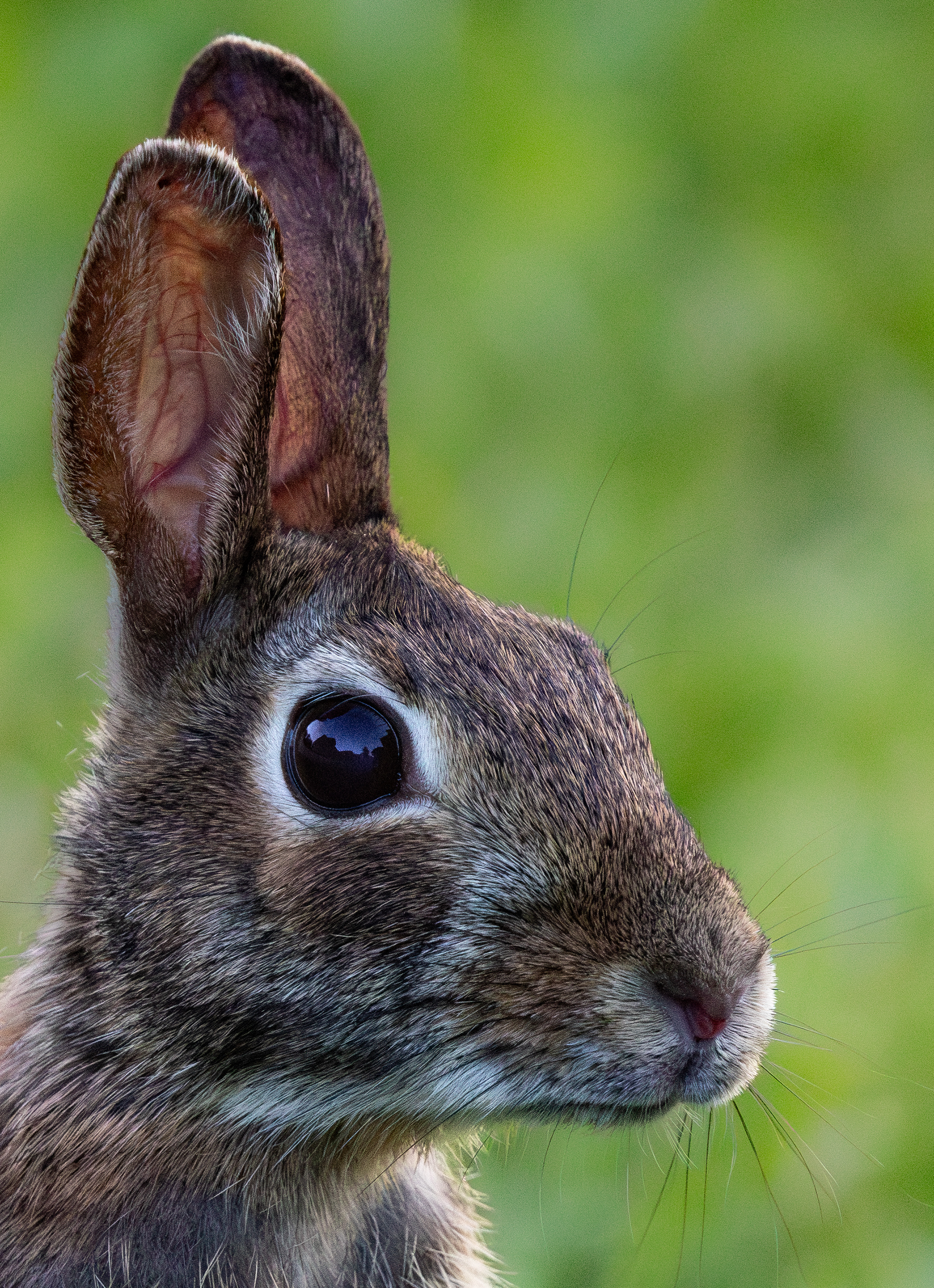 Eastern Cottontail