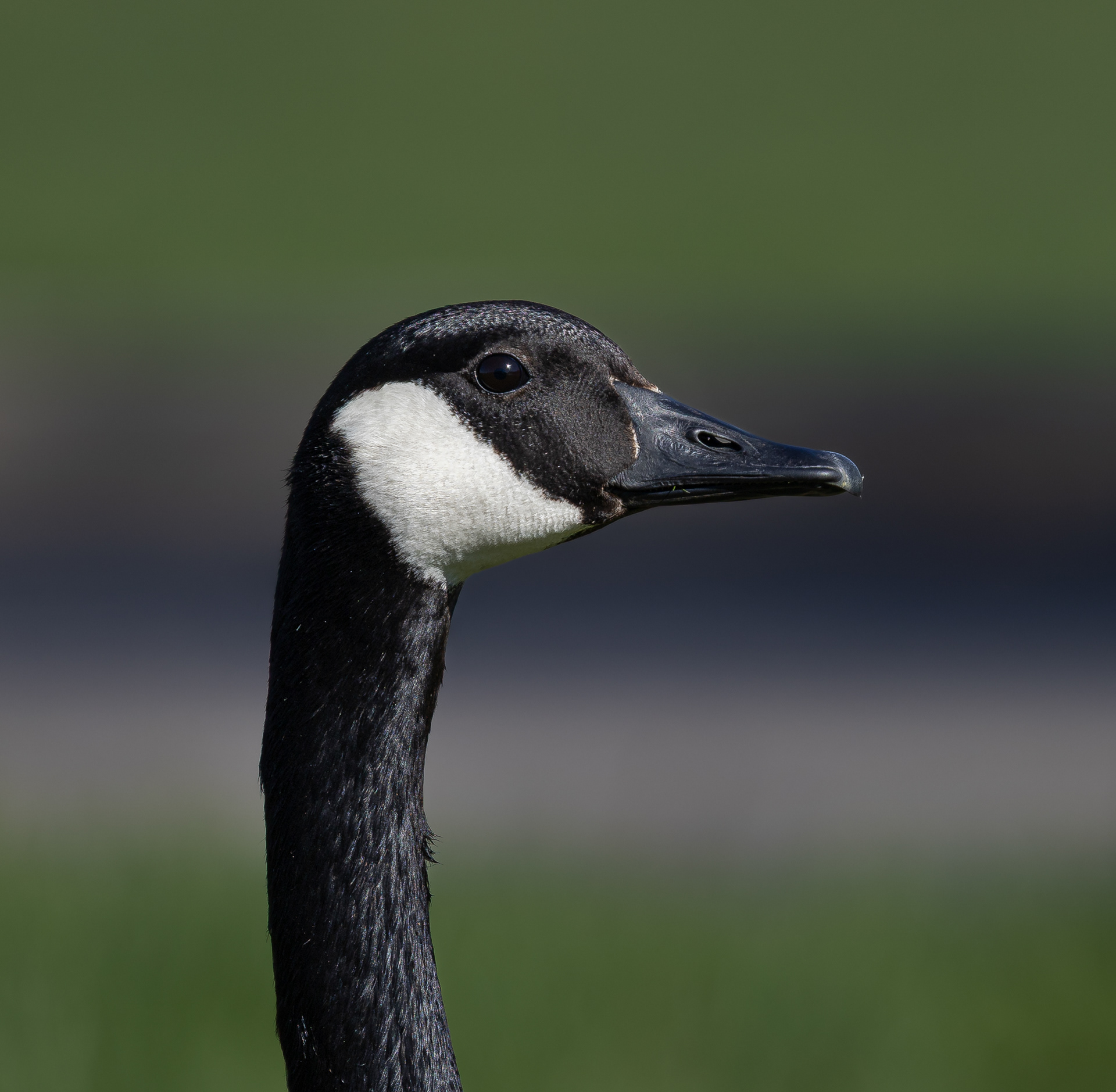 Canadian Goose