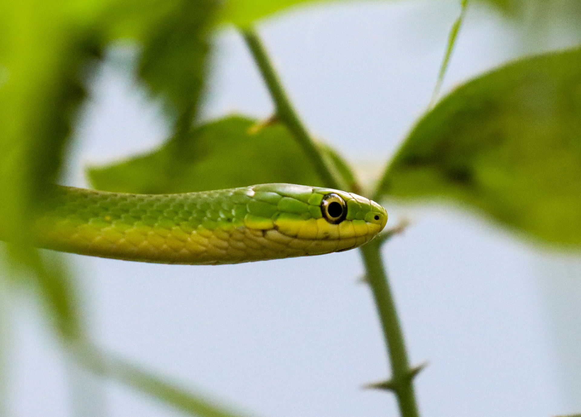 Rough Green Snake
