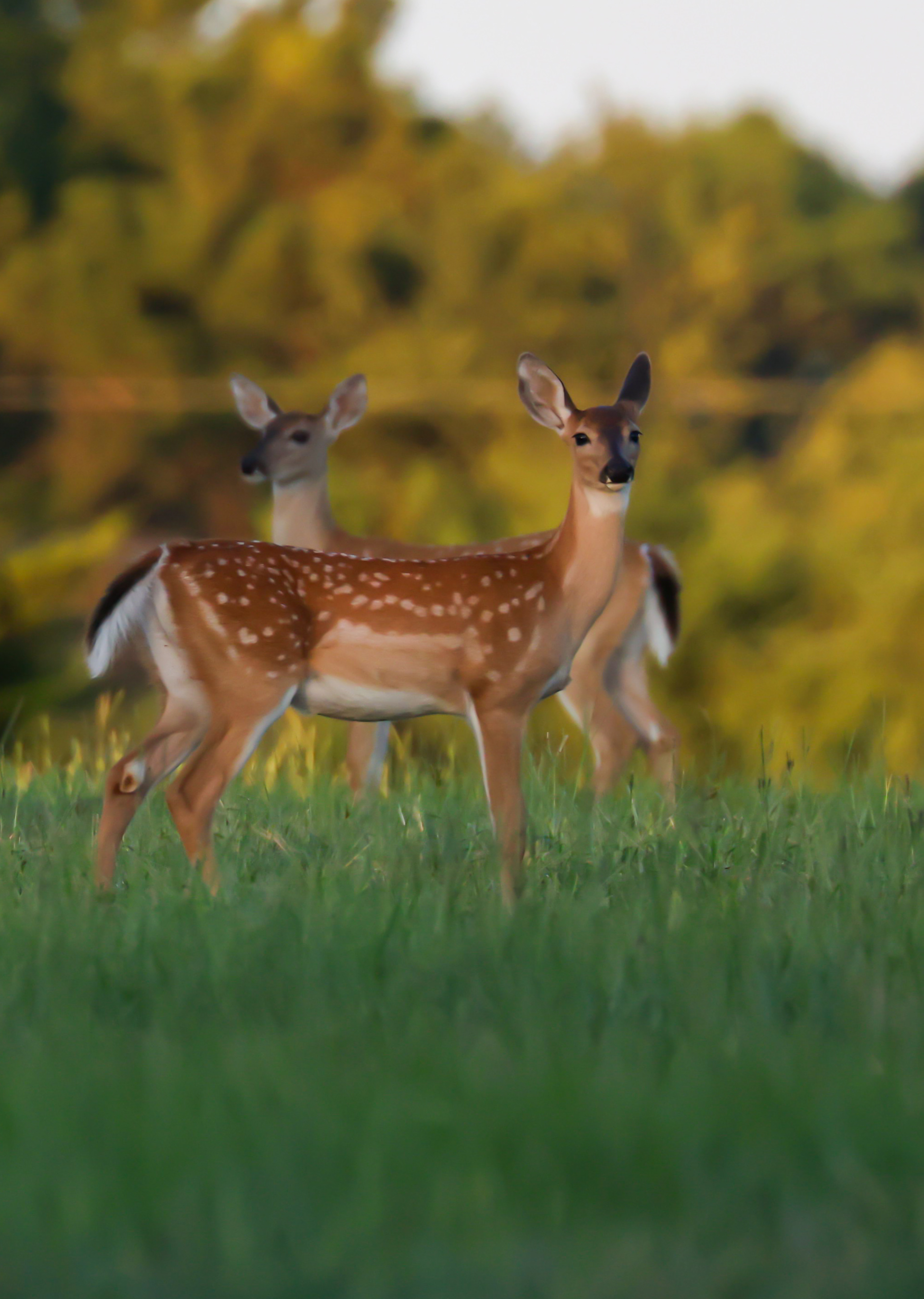 Baby White Tail Deer