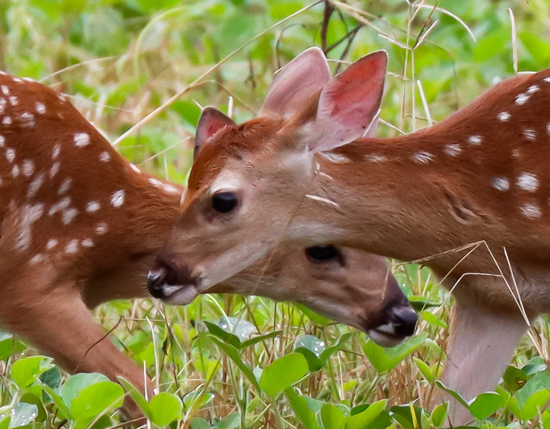 Baby White tail Deer