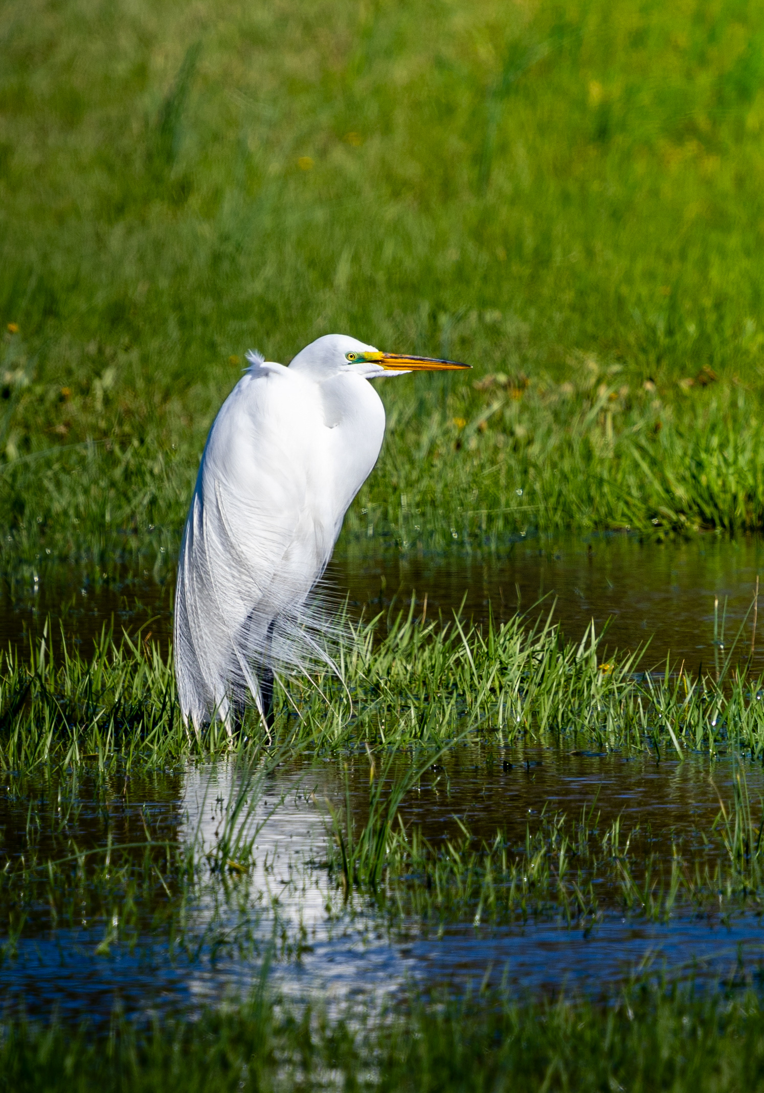 Great Egret