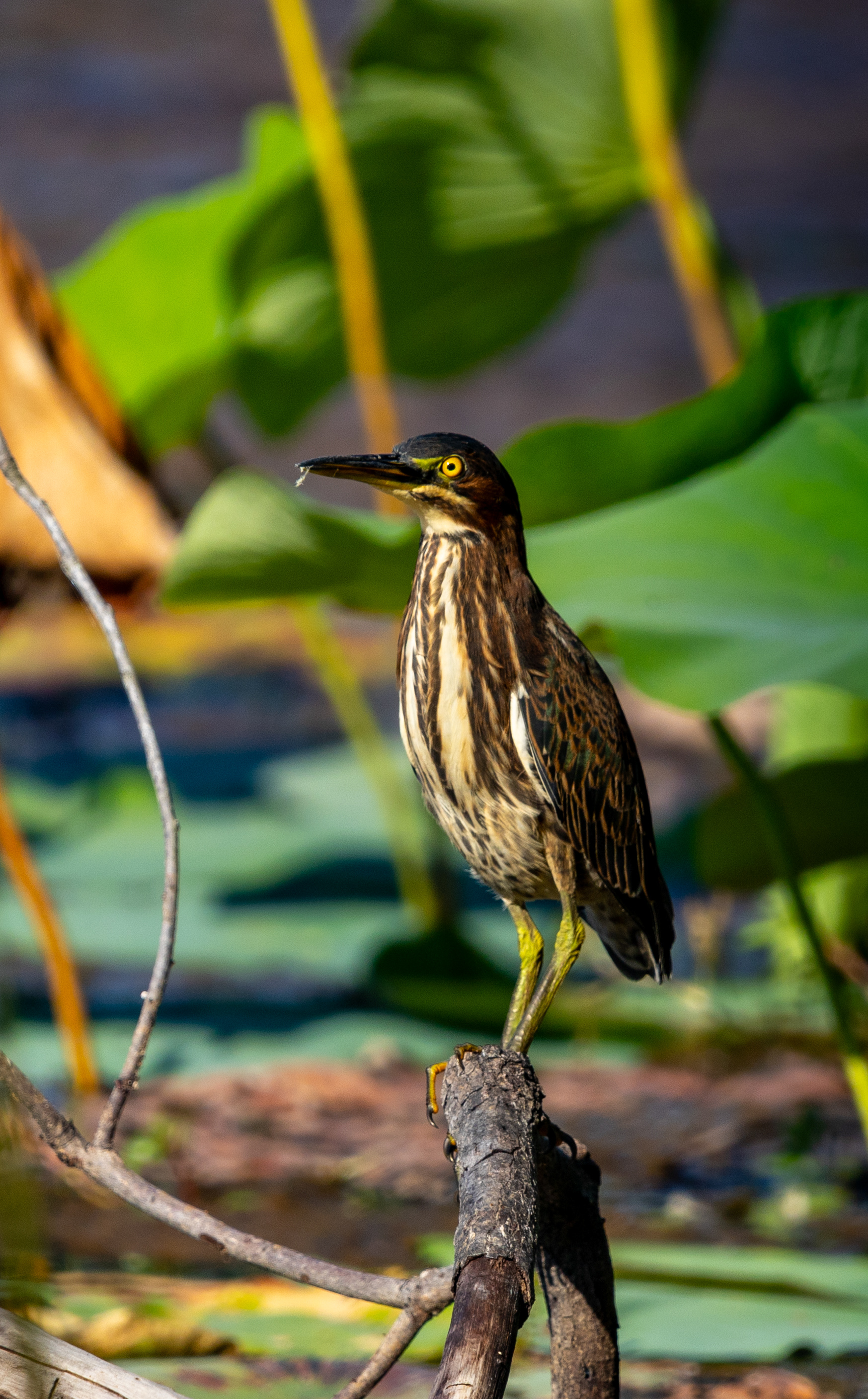 Green Heron