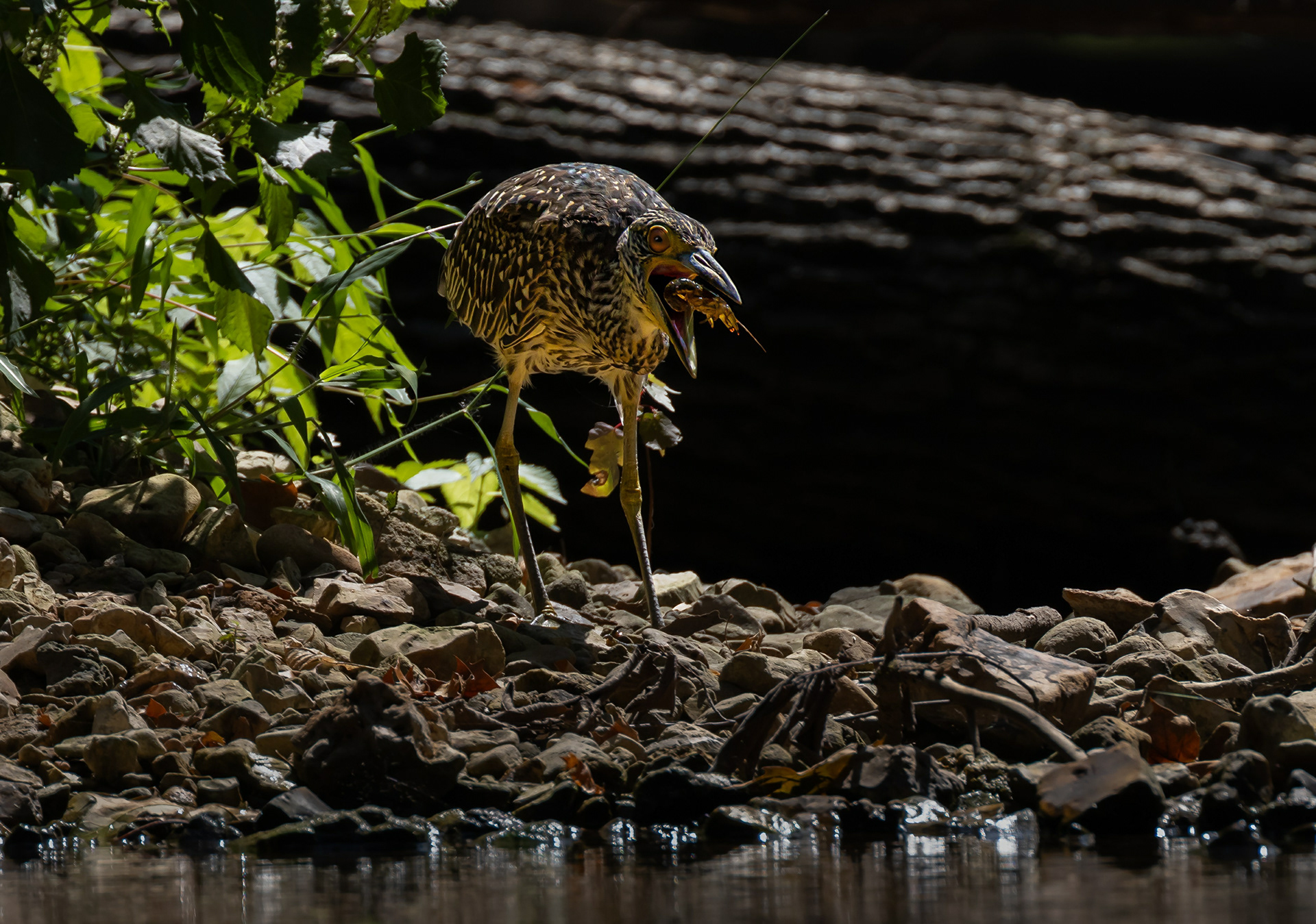 Baby yellow Crowned Night Heron