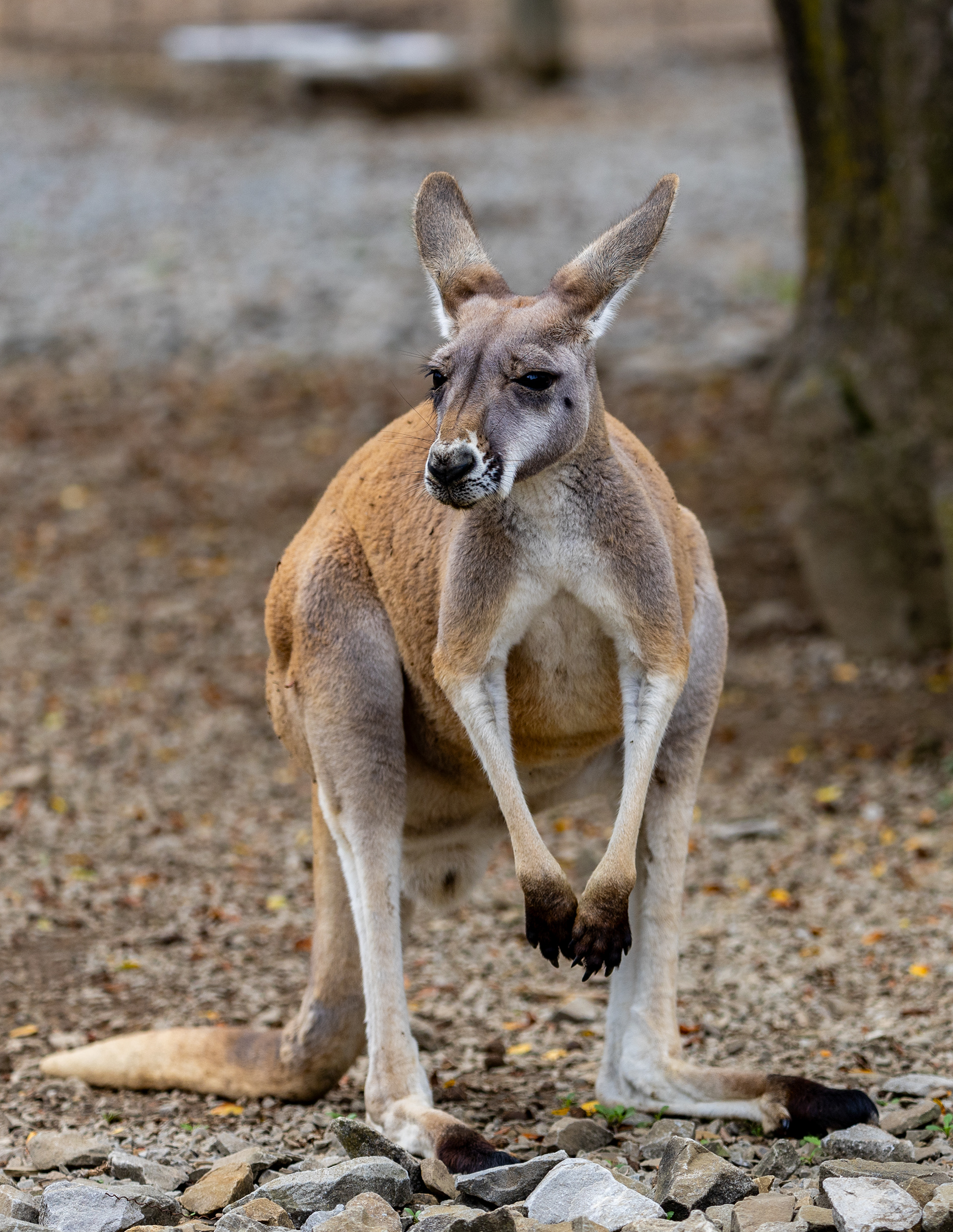 Baby Red Kangaroo