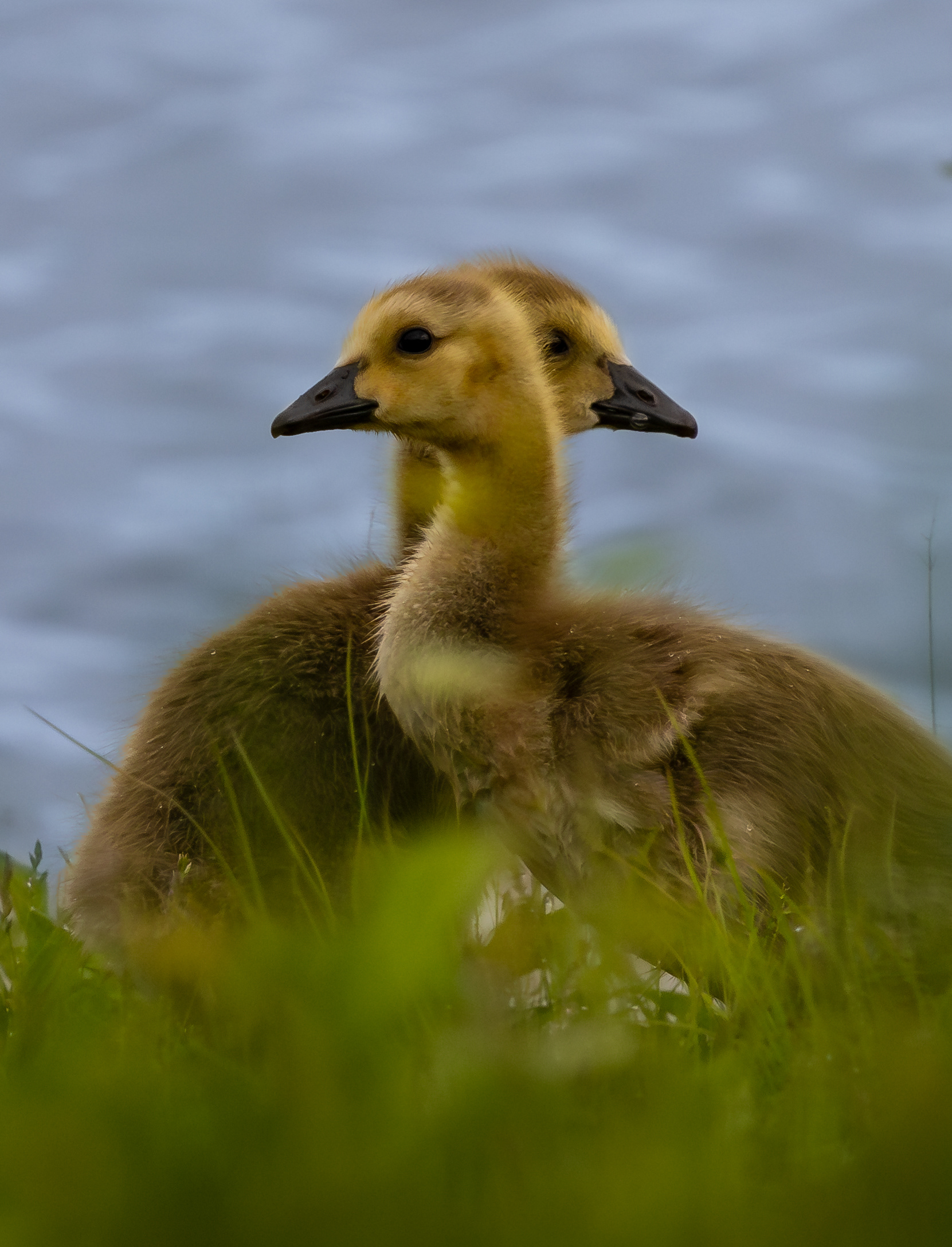 Baby Canadian Geese