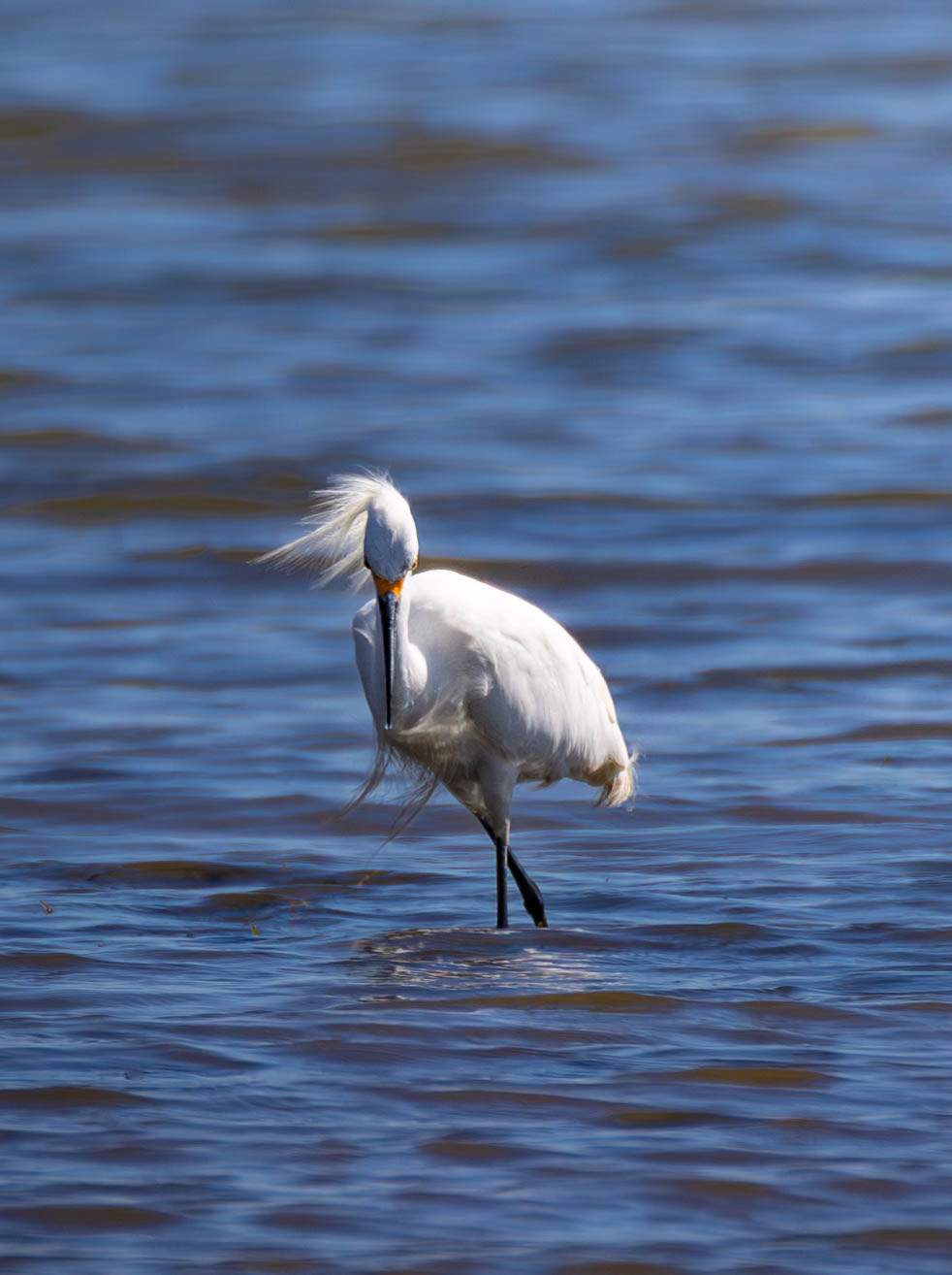 Great Egret