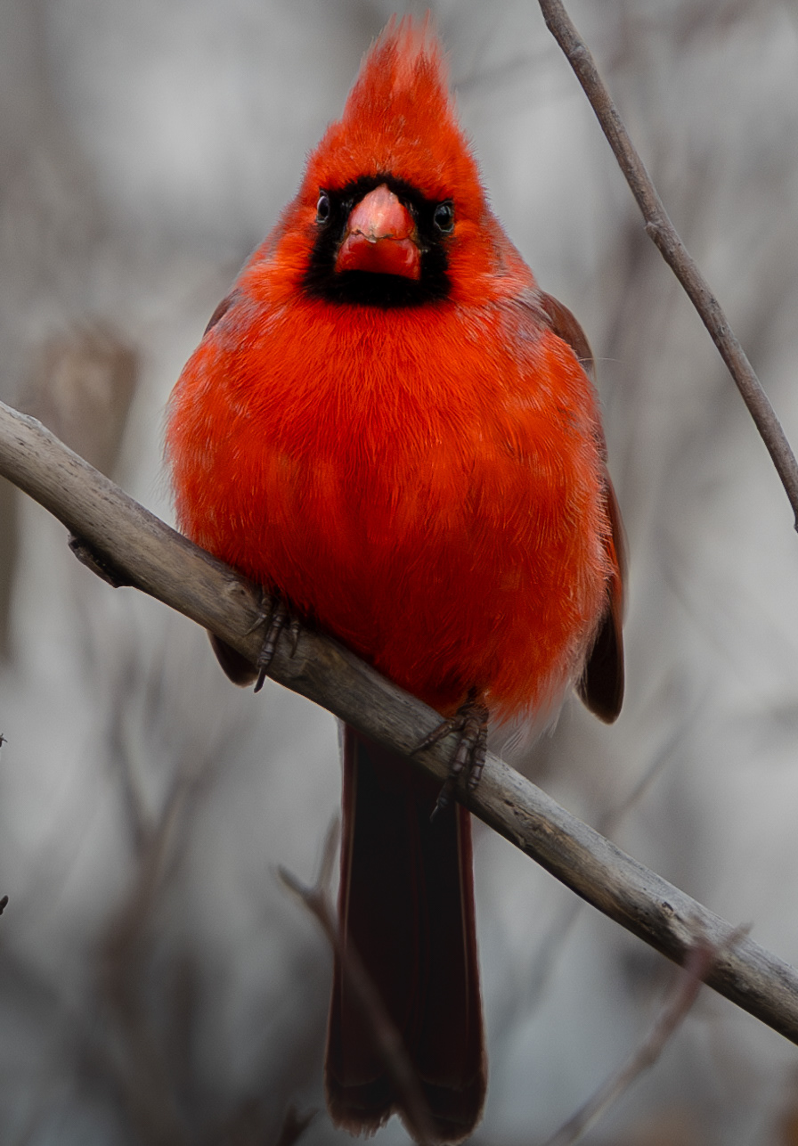 Male Cardinal