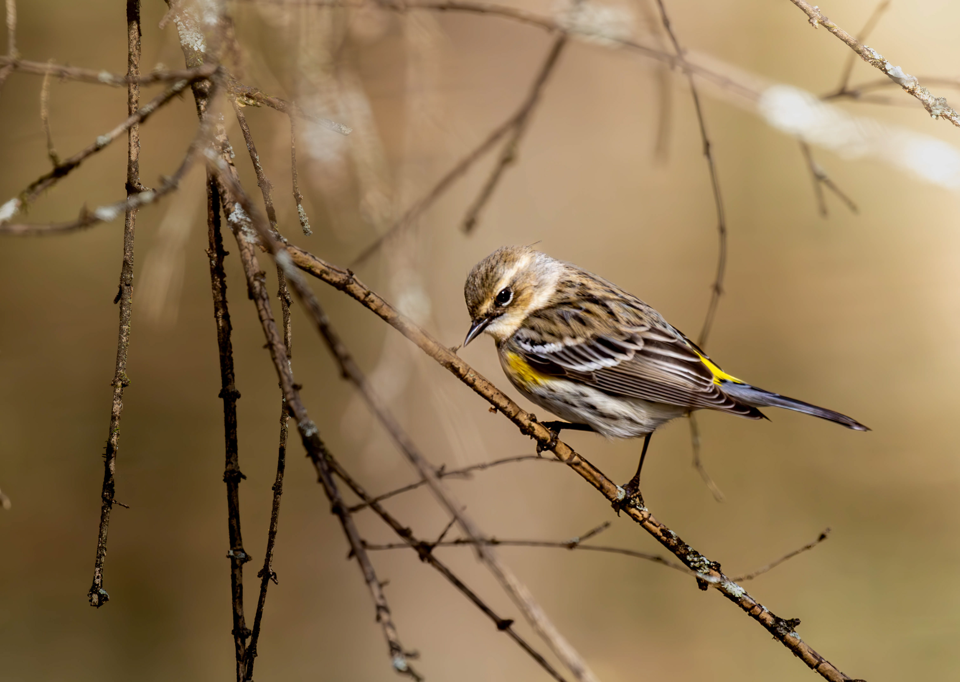 Yellow Rumped Warbler