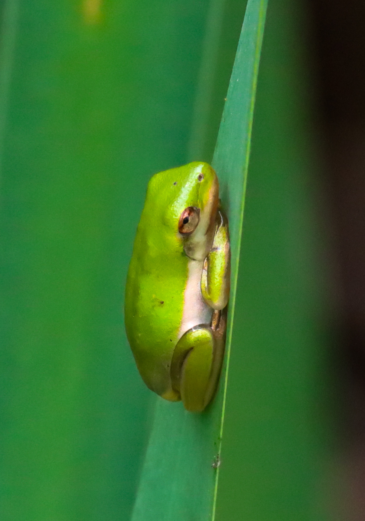 Green Treefrog