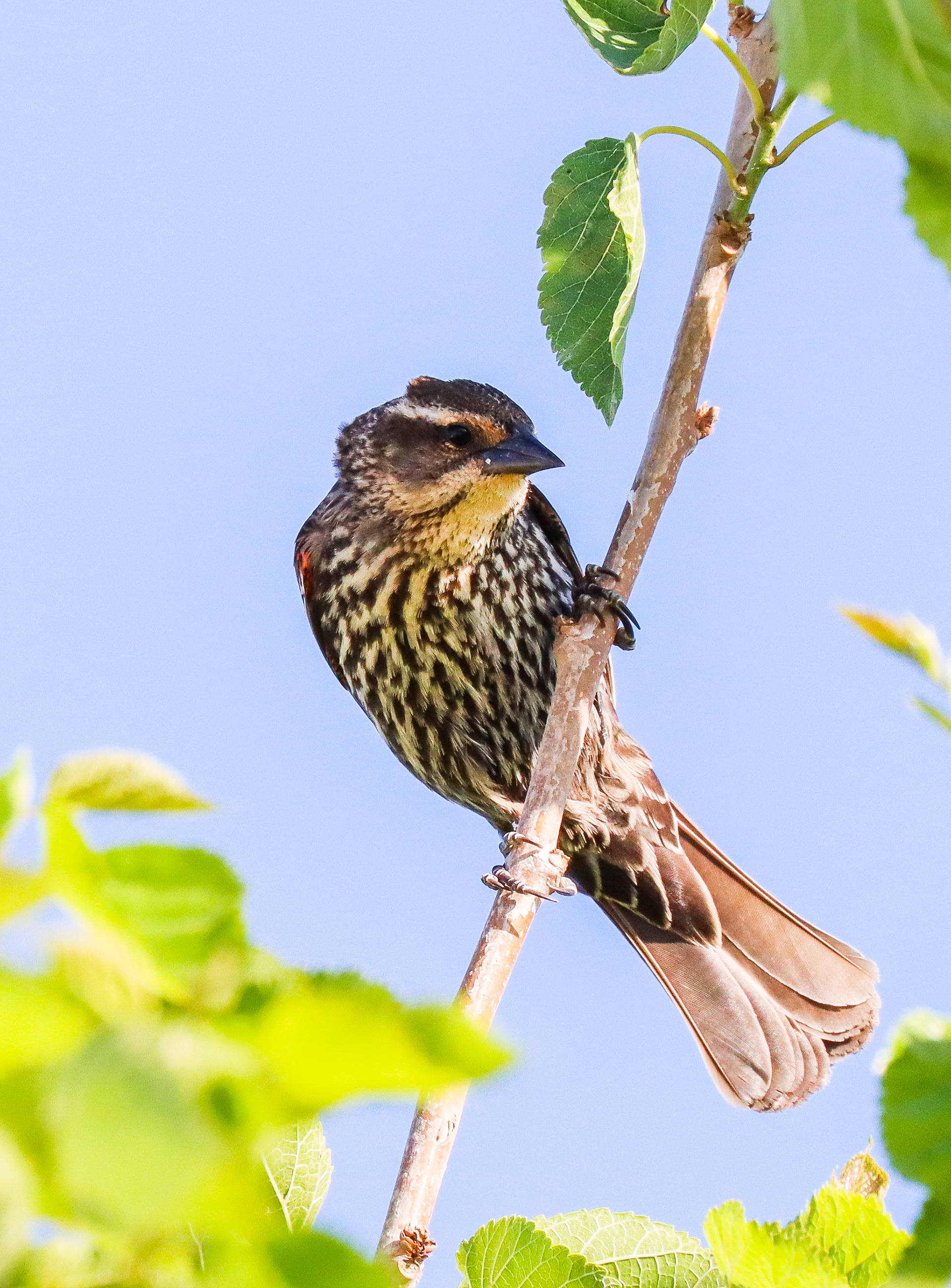 Female Redwinged Blackbird