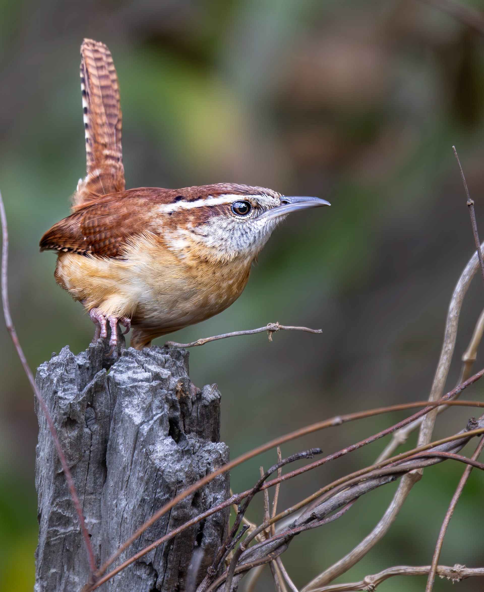 Carolina Wren
