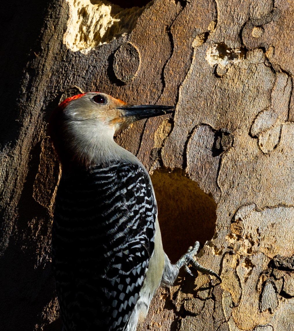 Red Bellied Woodpecker