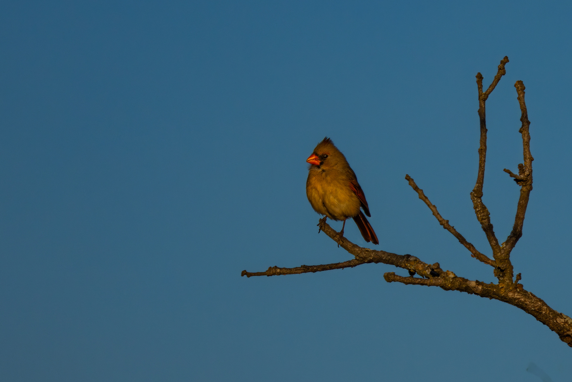 Female Cardinal