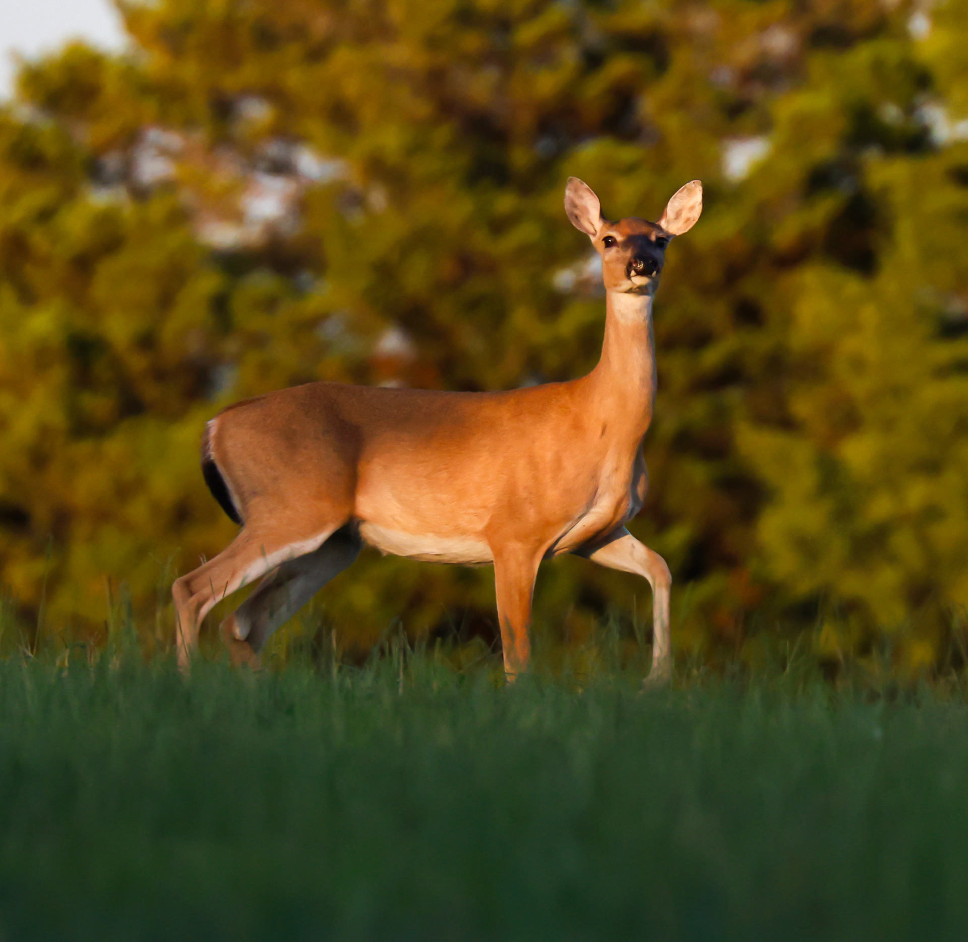 White Tail Deer