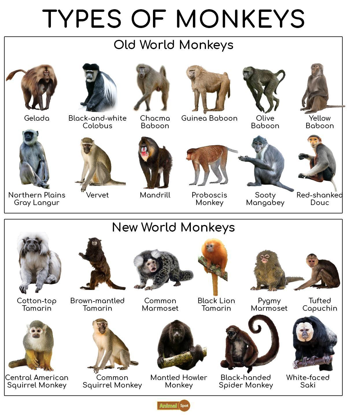 Types of monkeys