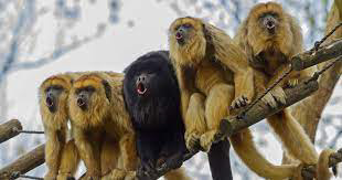 Monkeys