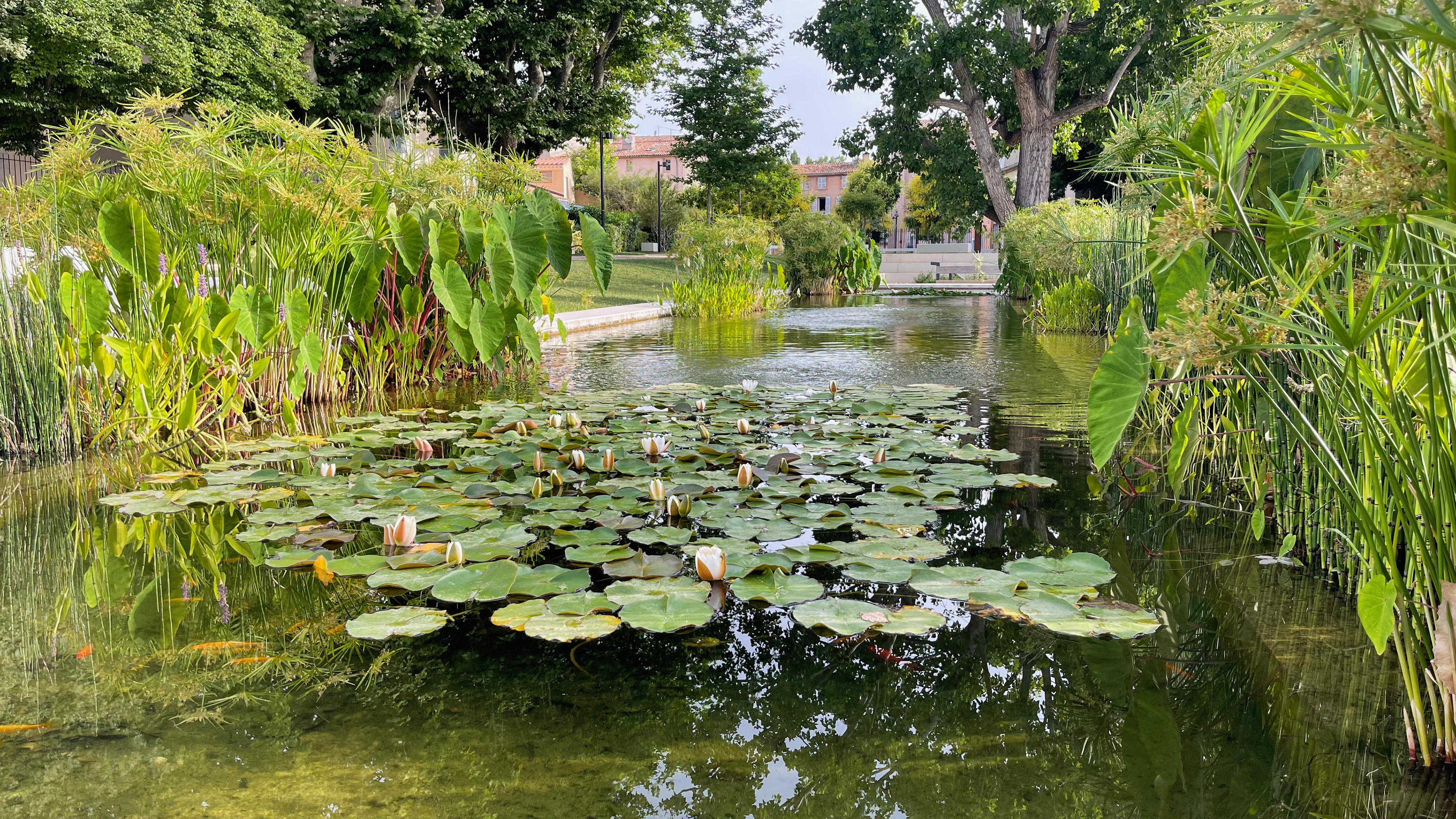 Le grand bassin - La floraison des Nympheas