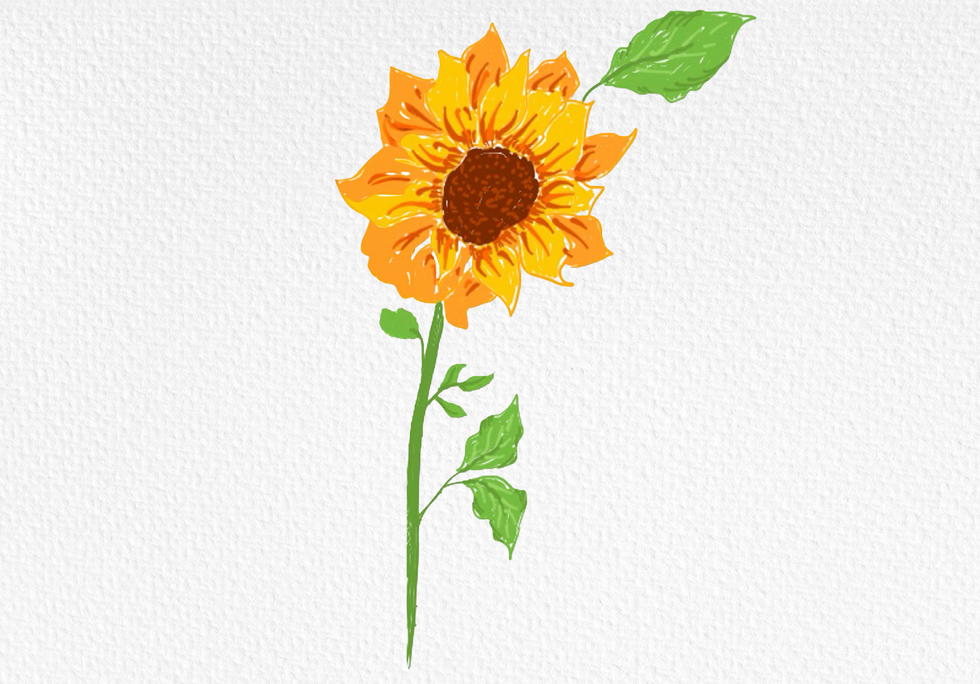 Sunflower