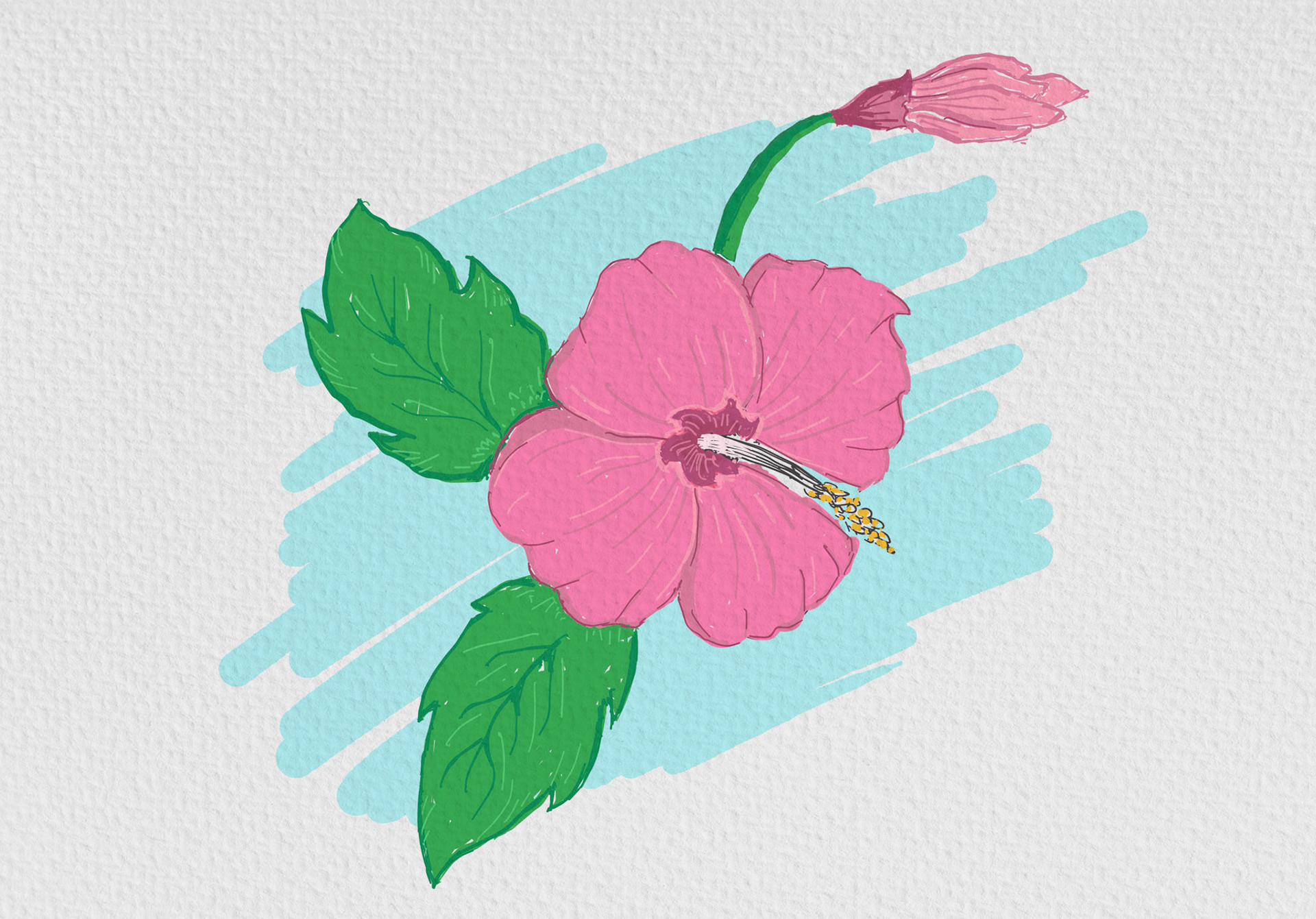 Hibiscus