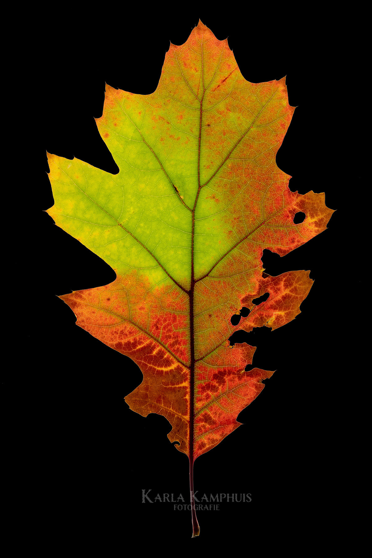 Quercus rubra 1