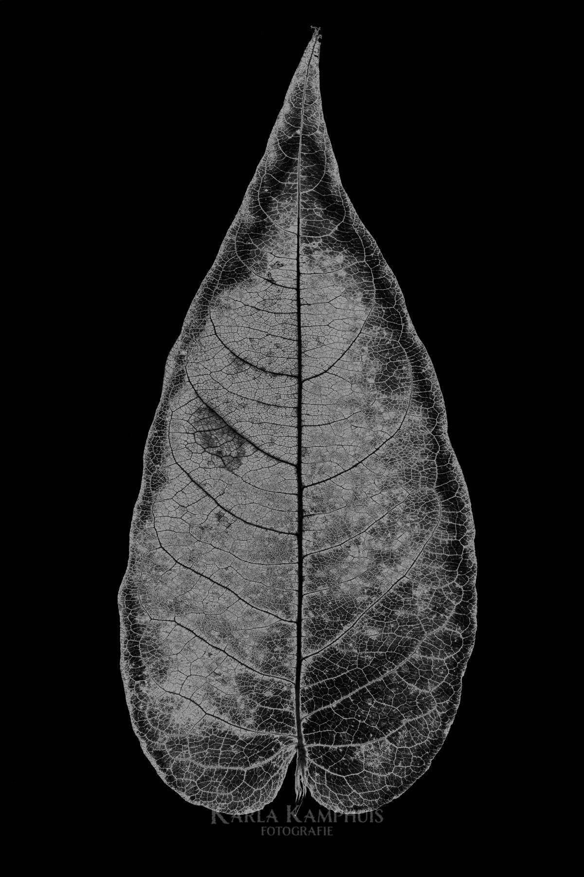 Persicaria 4