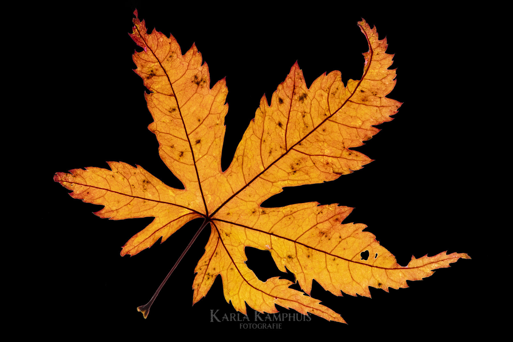 Acer palmatum