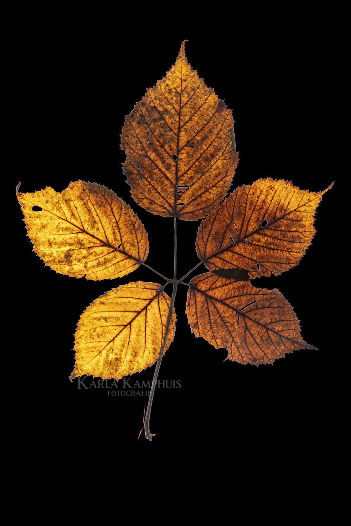 Rubus