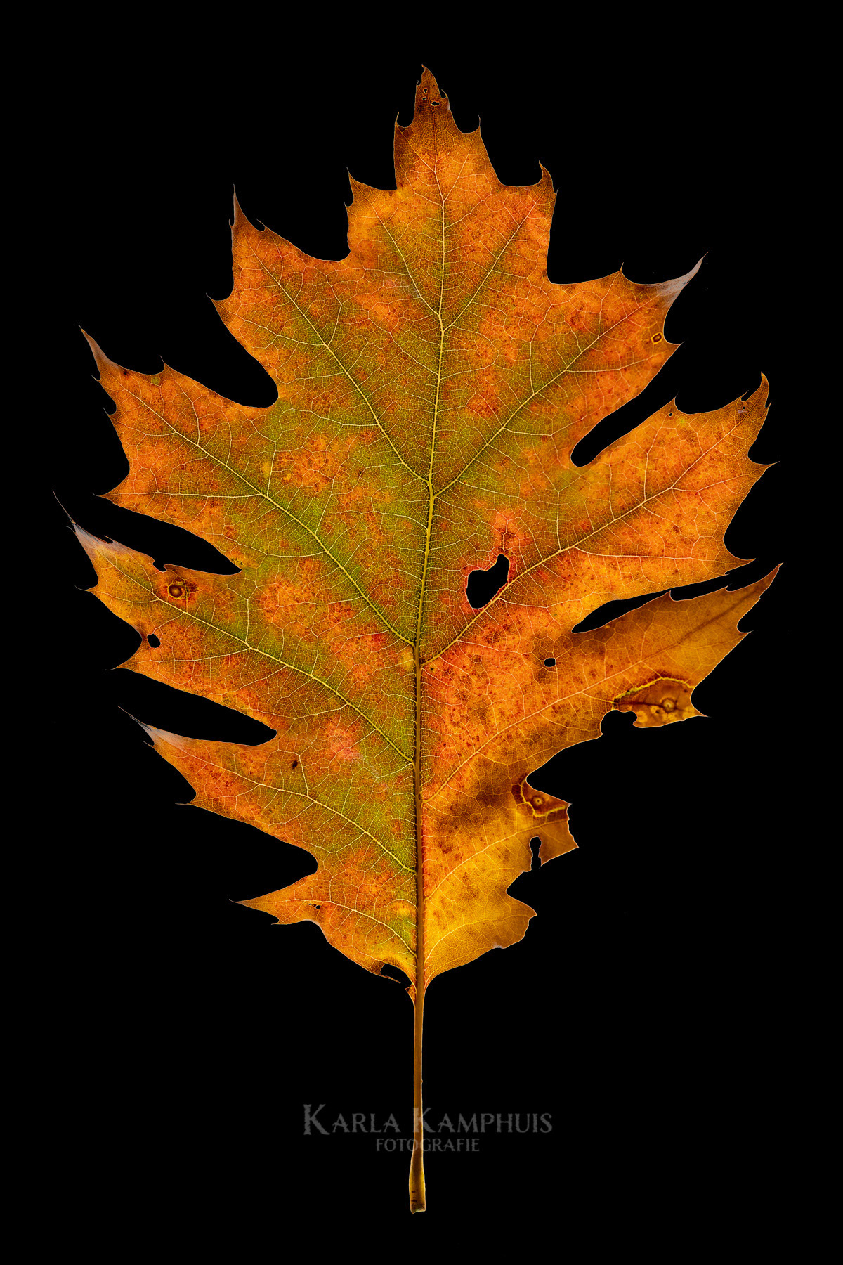 Quercus rubra 3