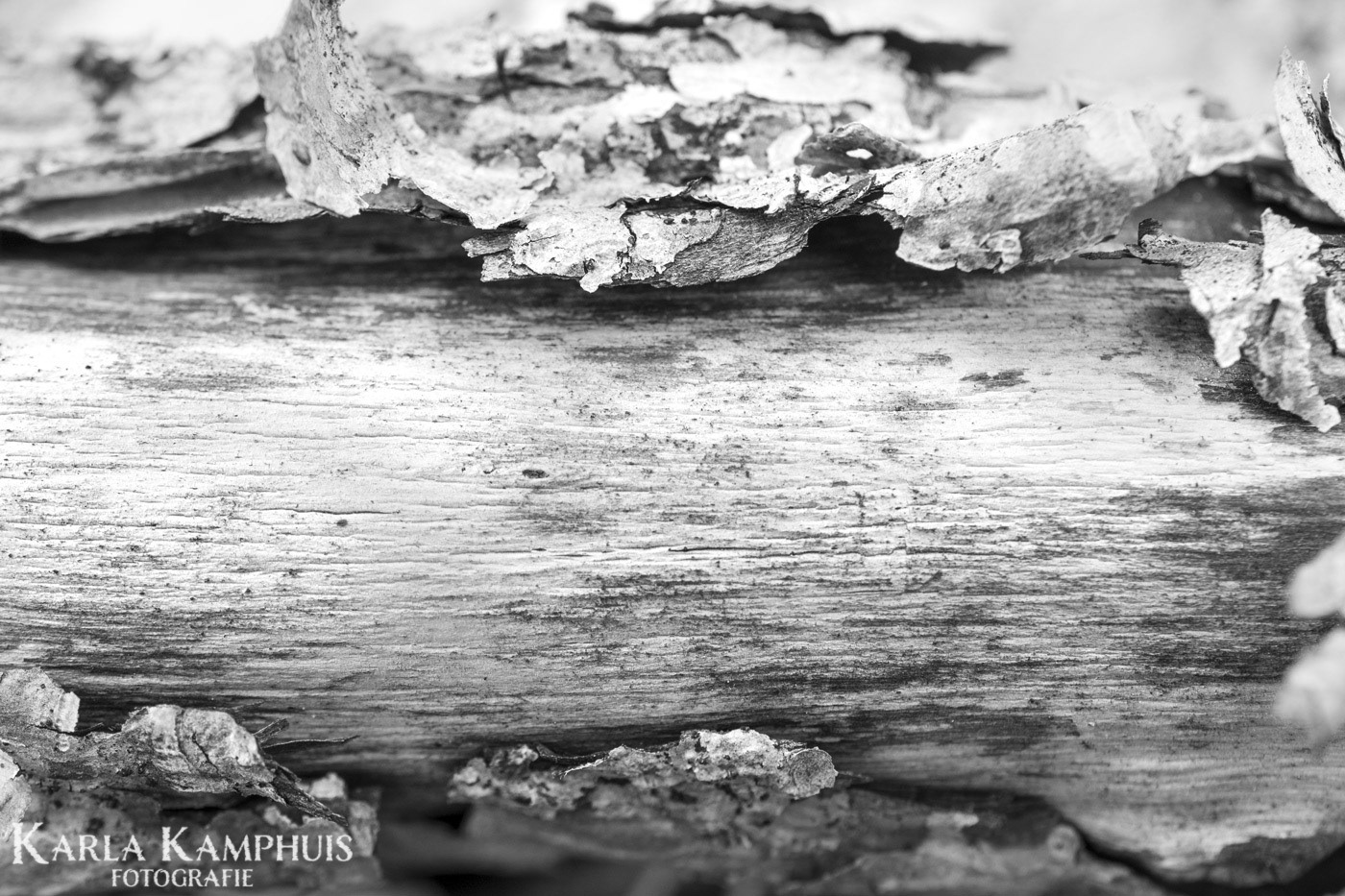 Hout zwartwit 6