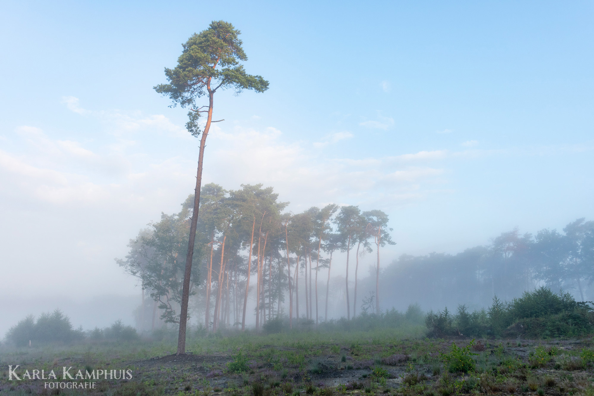Grove den in mist 2