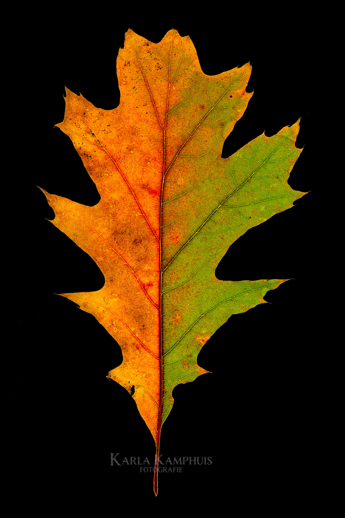 Quercus rubra 4