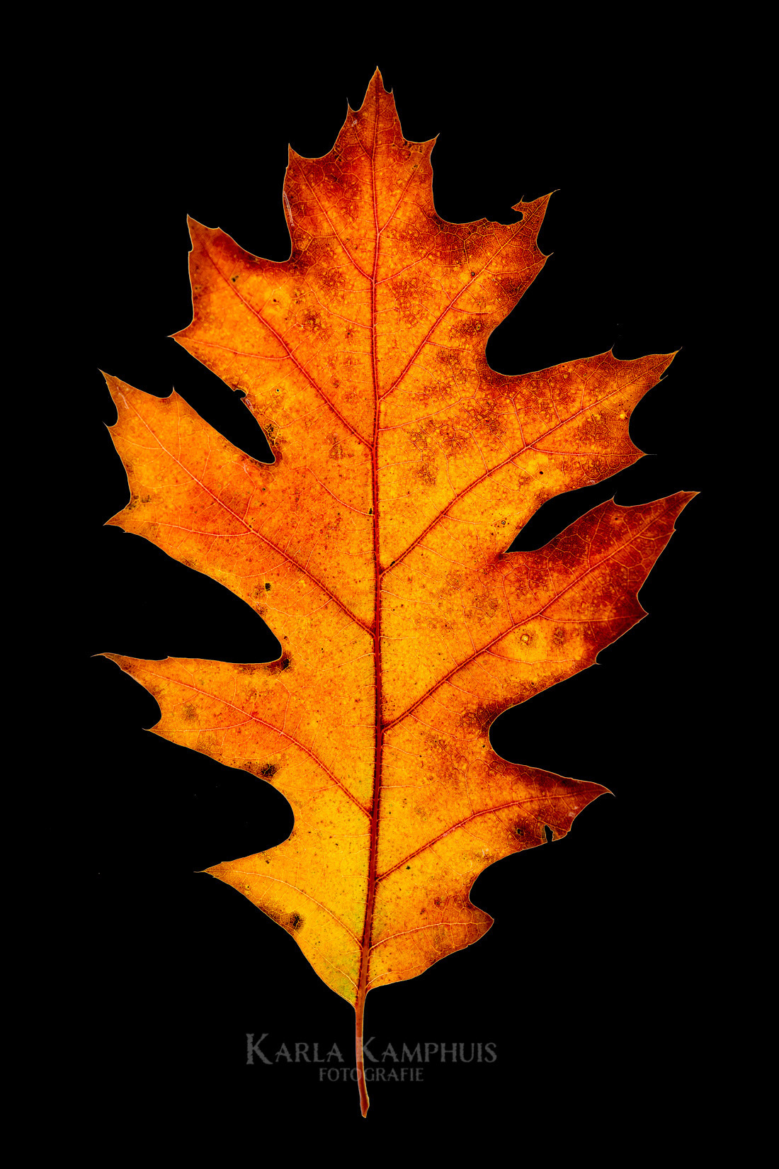 Quercus rubra 6