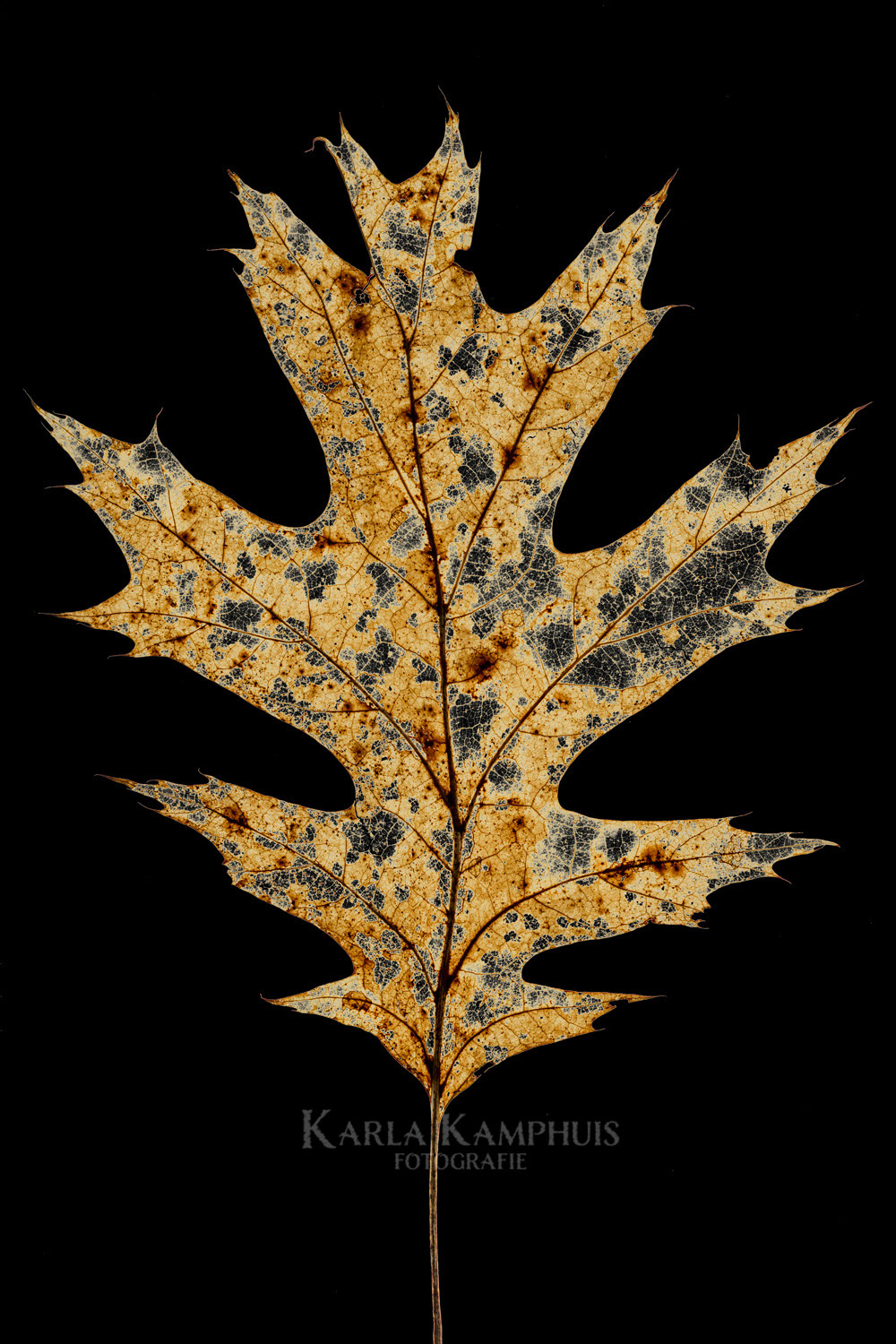 Quercus rubra 9