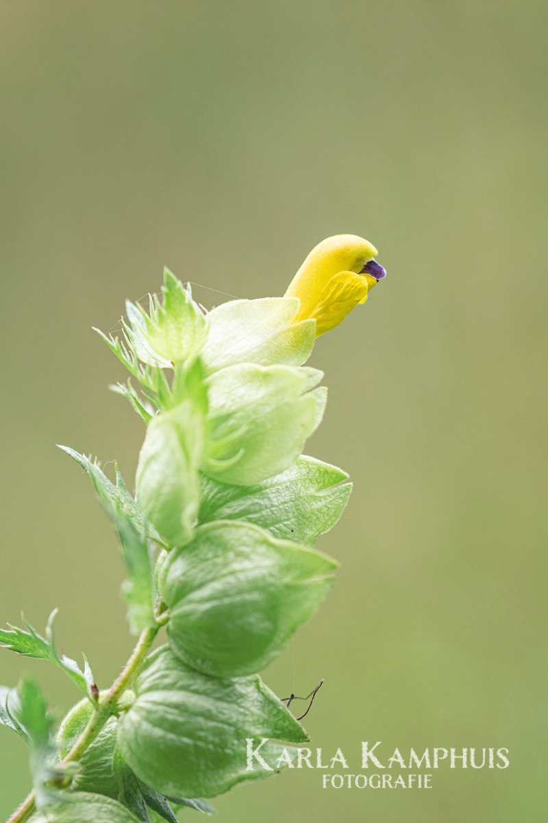 Rinanthus angustifolius 1