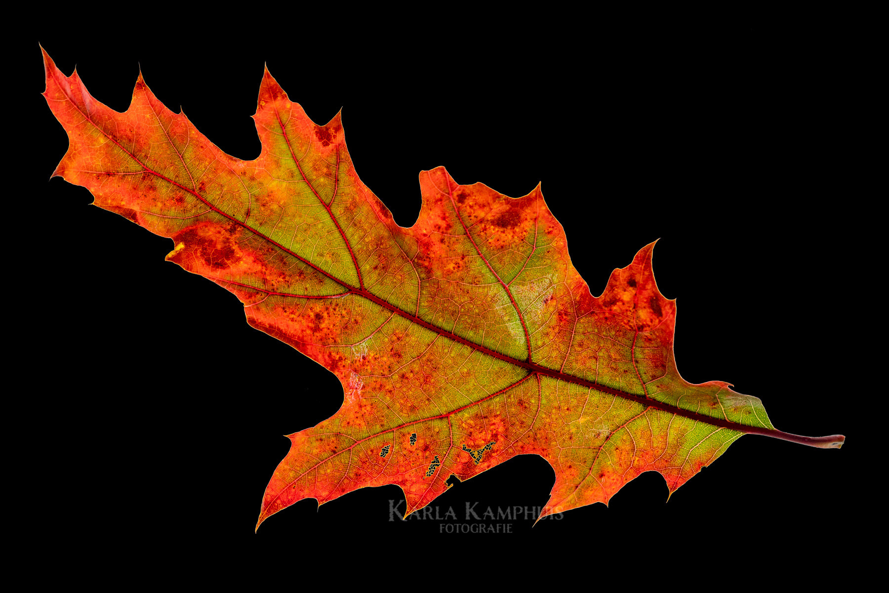Quercus rubra 8