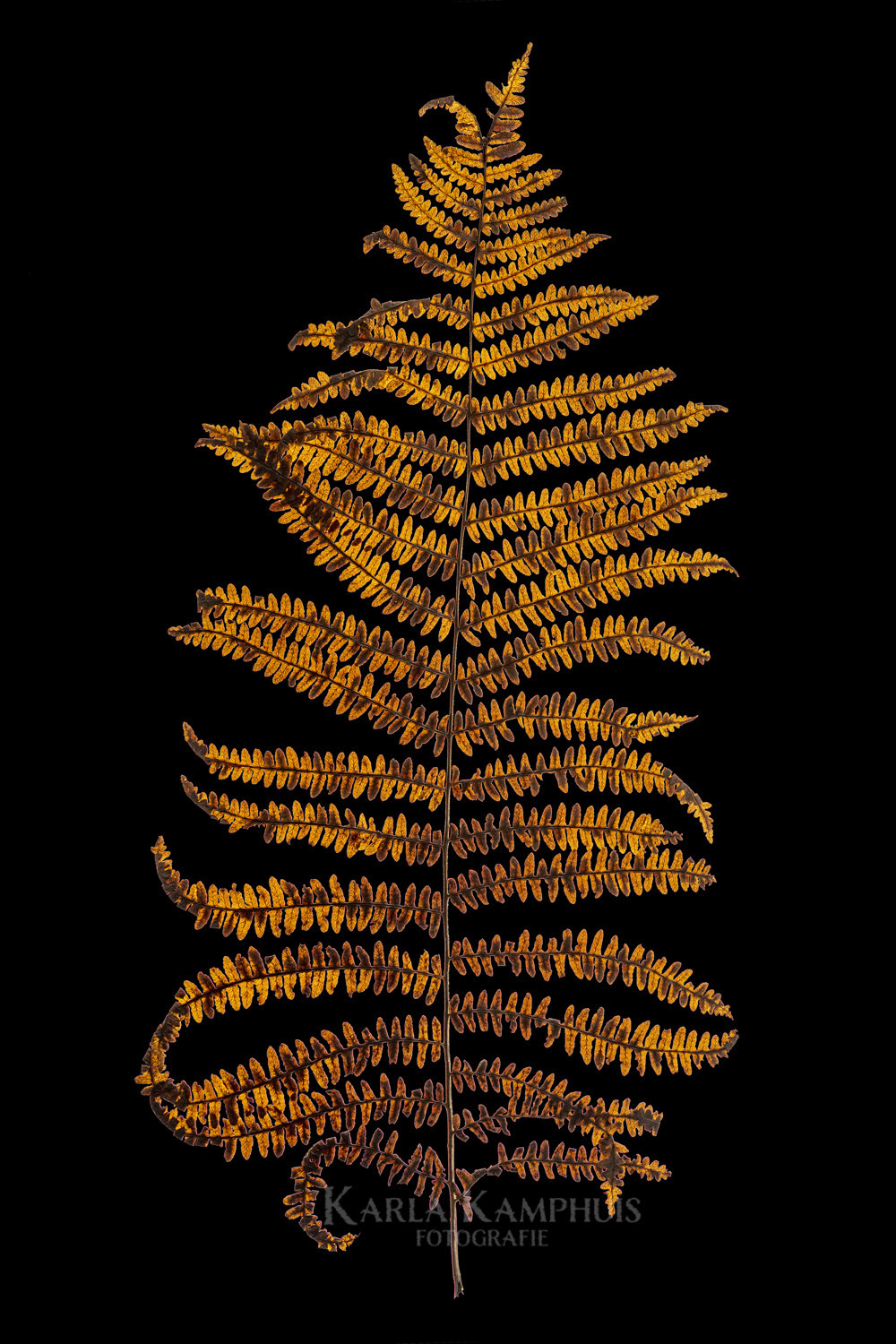 Dryopteris